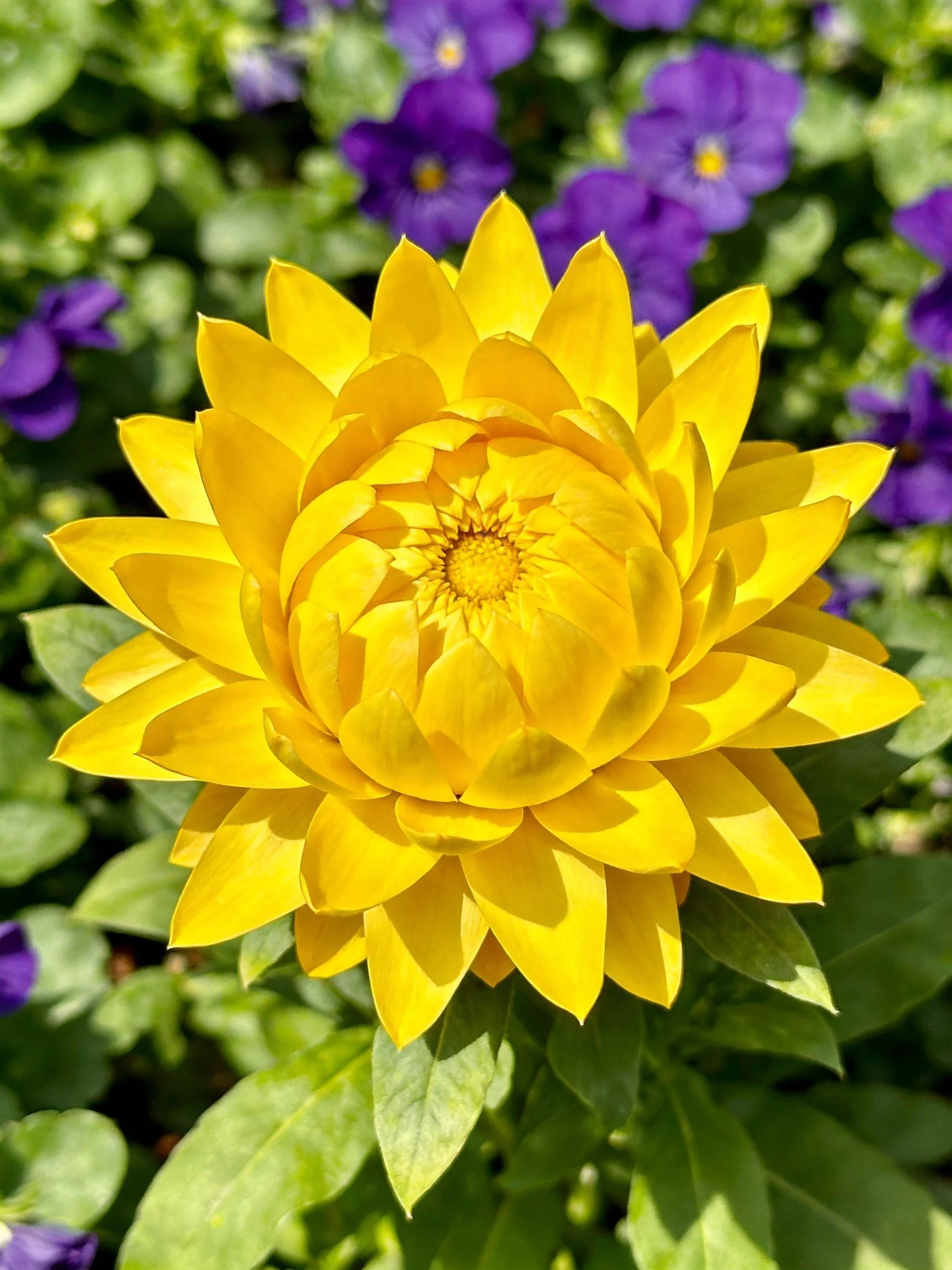 A vibrant yellow dahlia stands out among purple flowers and green foliage.