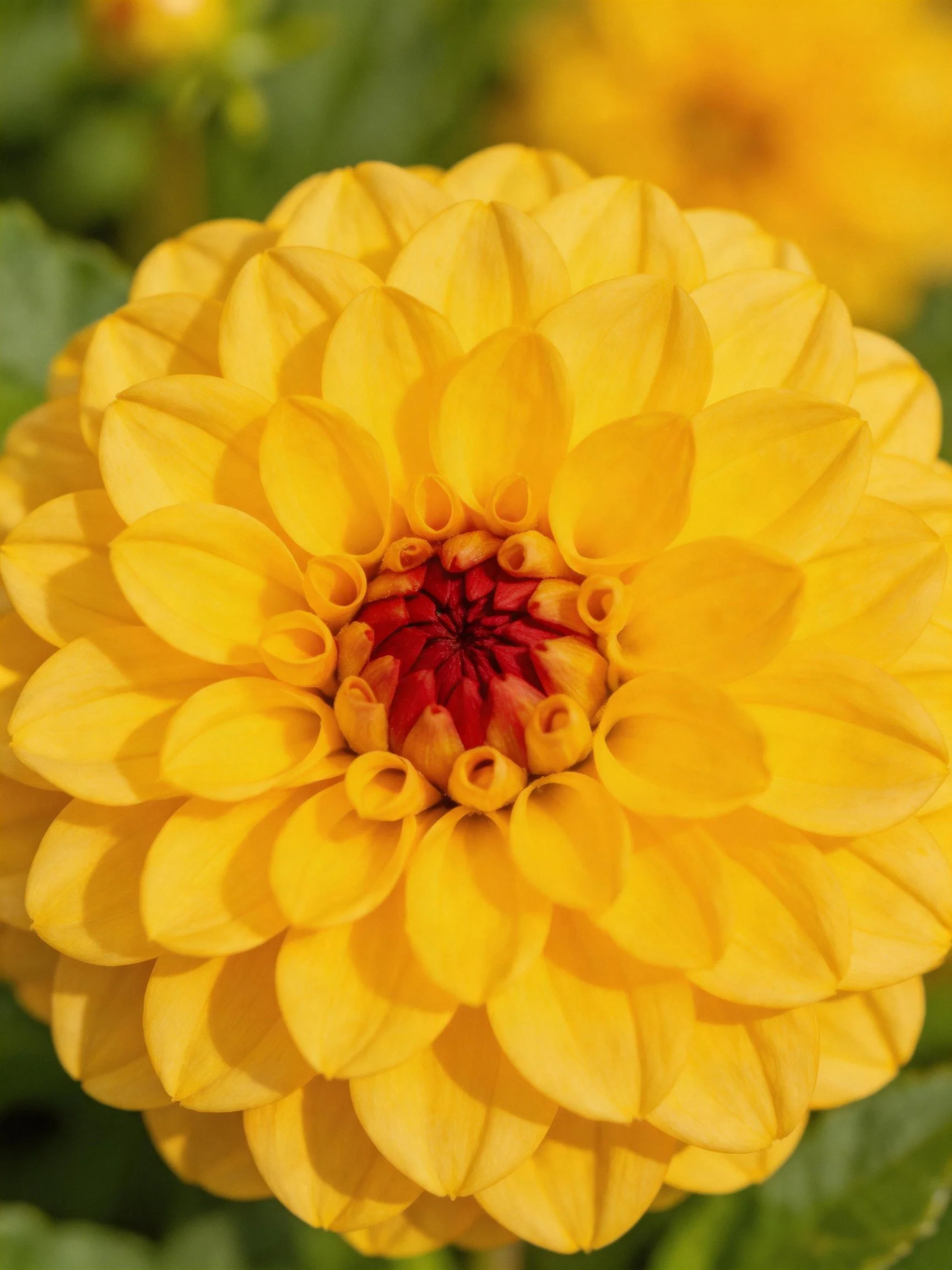 A vibrant yellow dahlia featuring a deep red central core