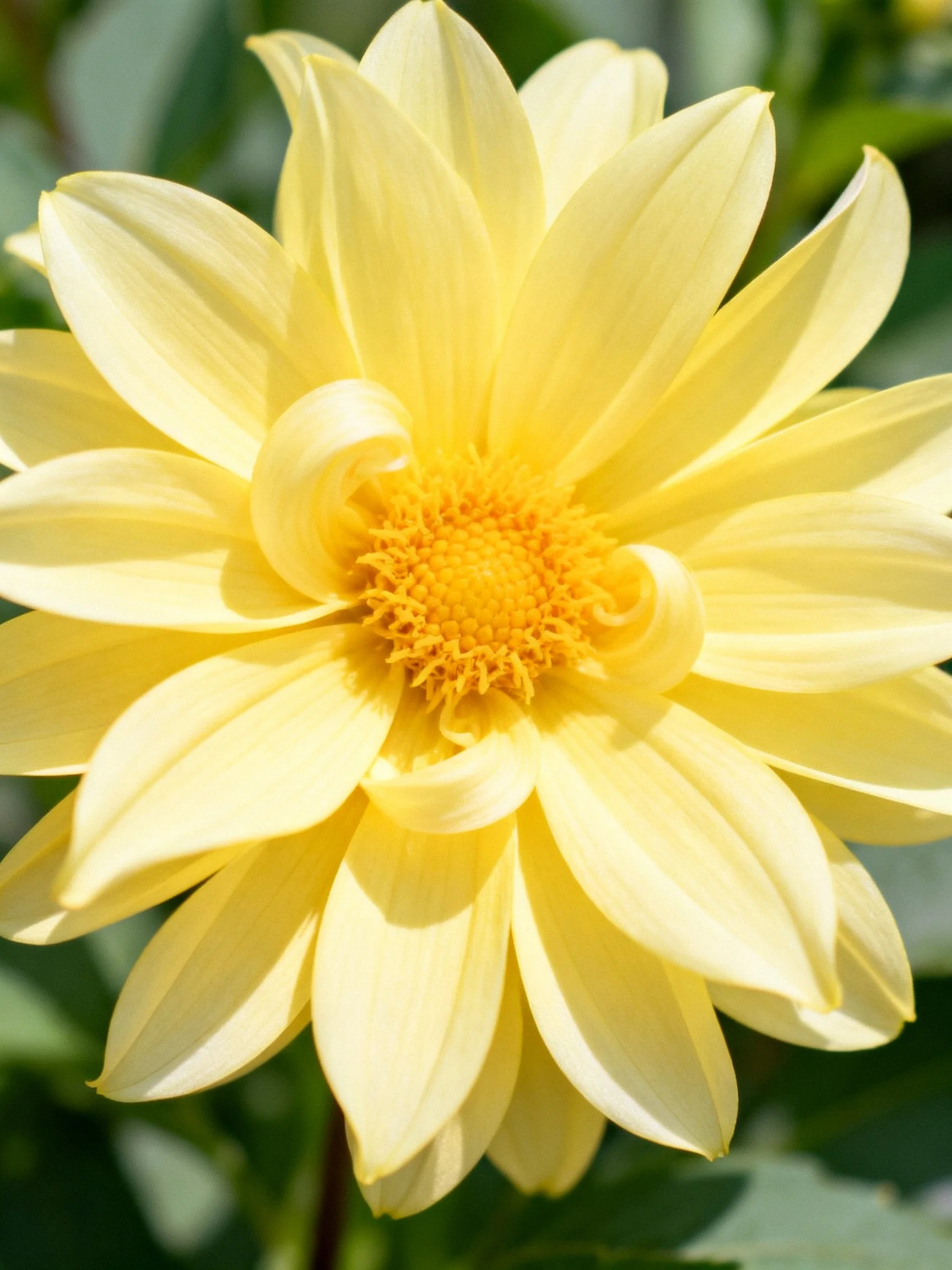 A vibrant yellow dahlia with layered petals and a golden center