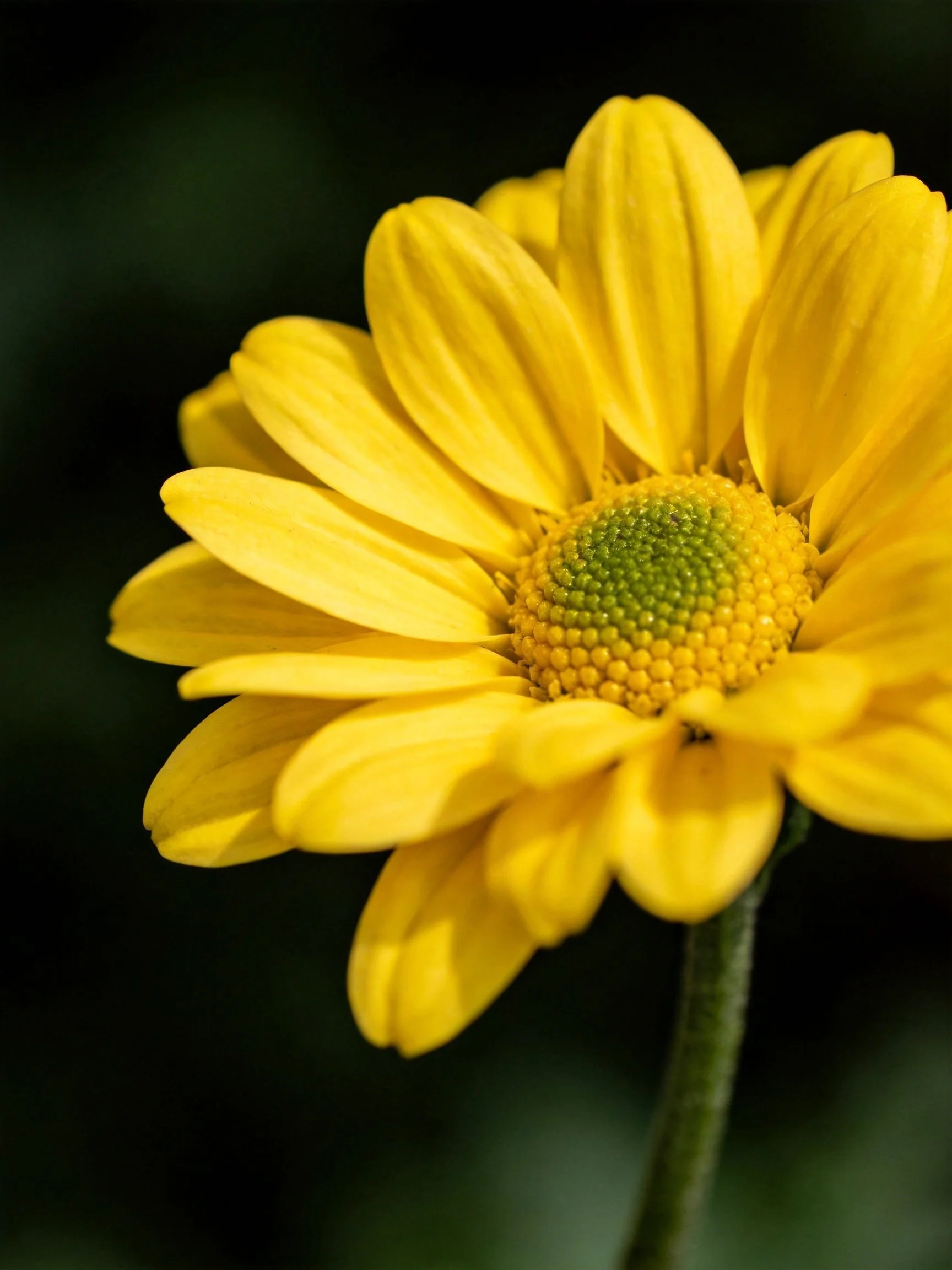 A vibrant yellow daisy with a greenish-yellow center