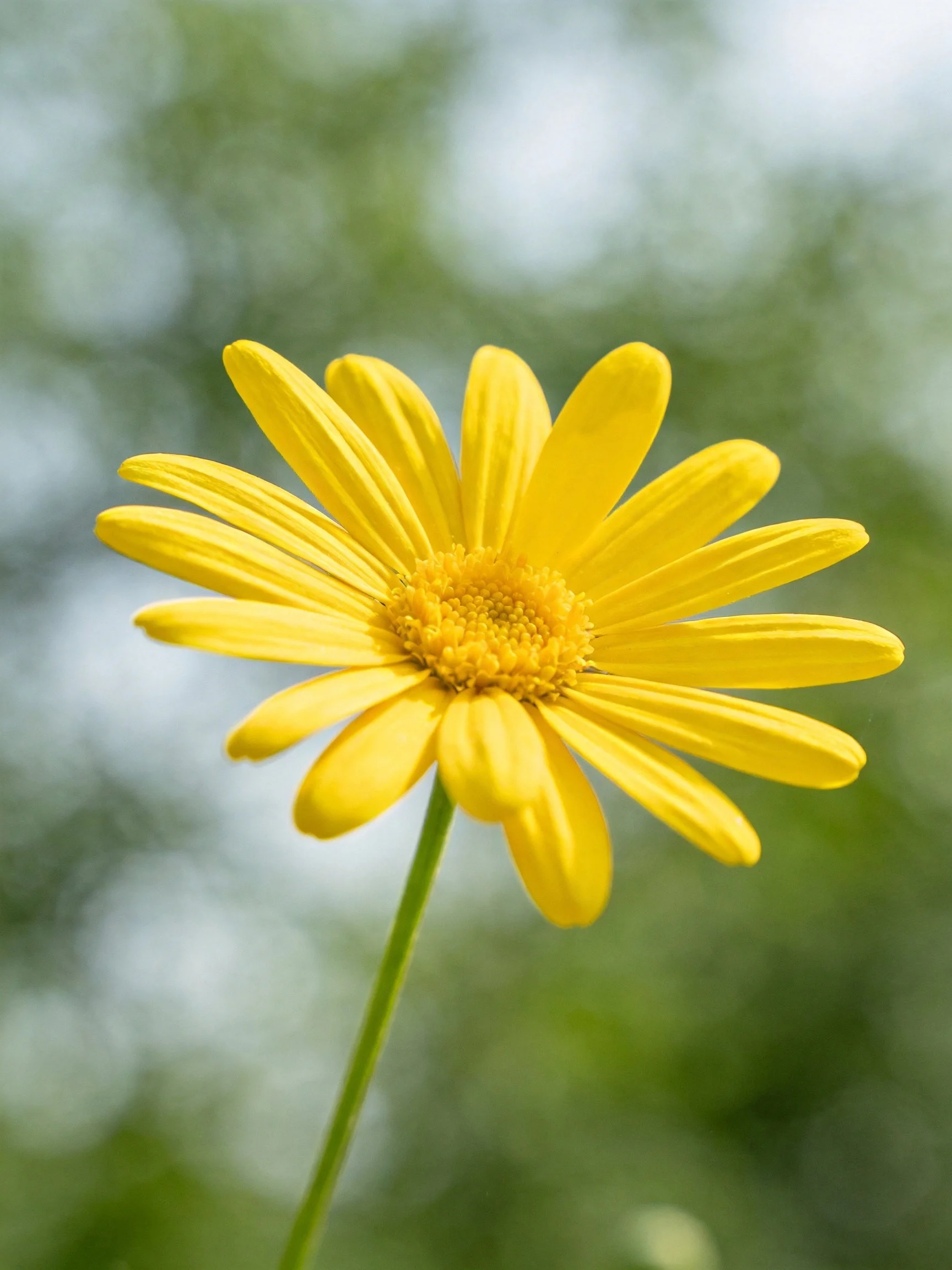 A vibrant yellow daisy with a slender green stem