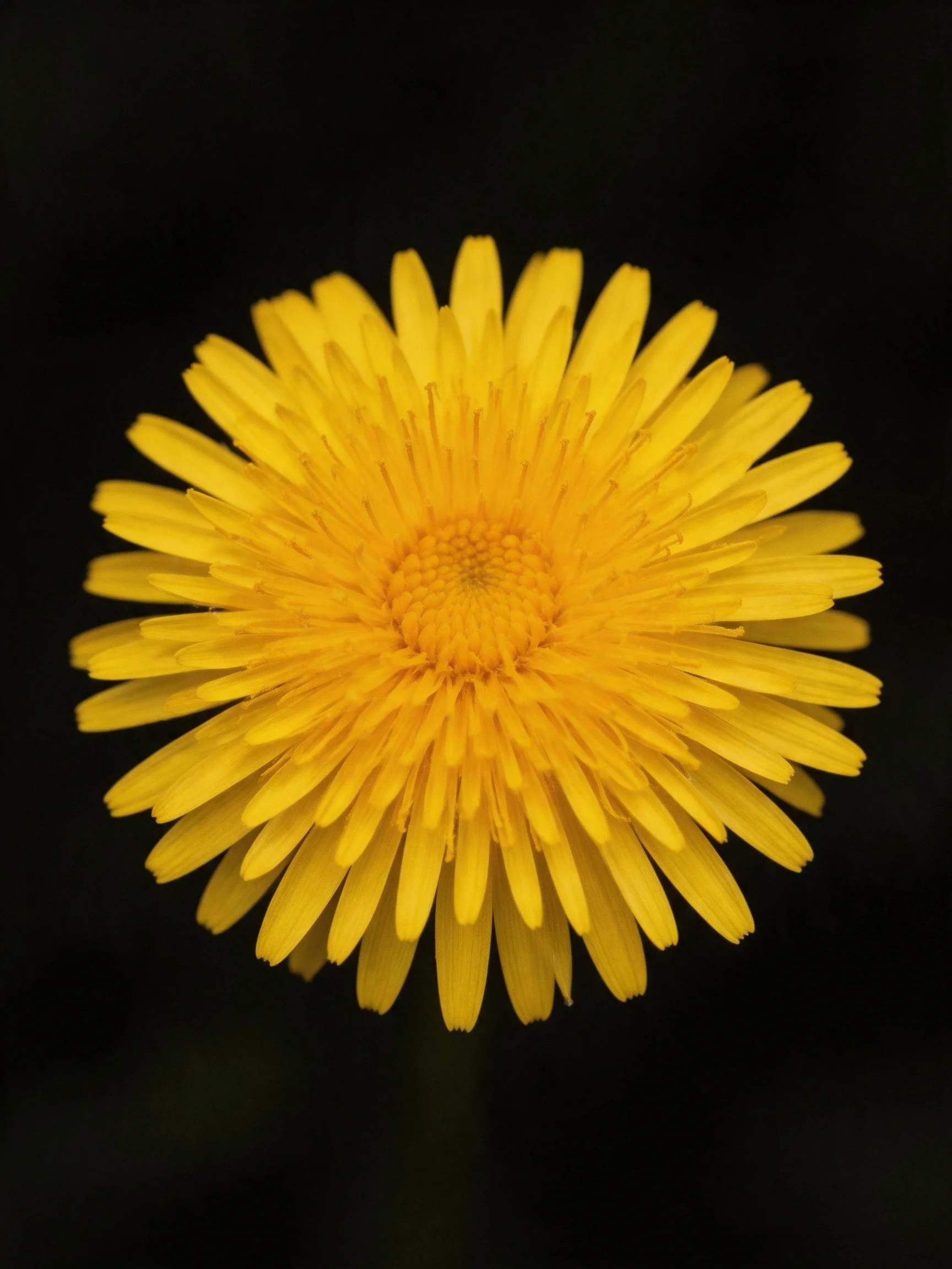 A vibrant yellow daisy with numerous layered petals