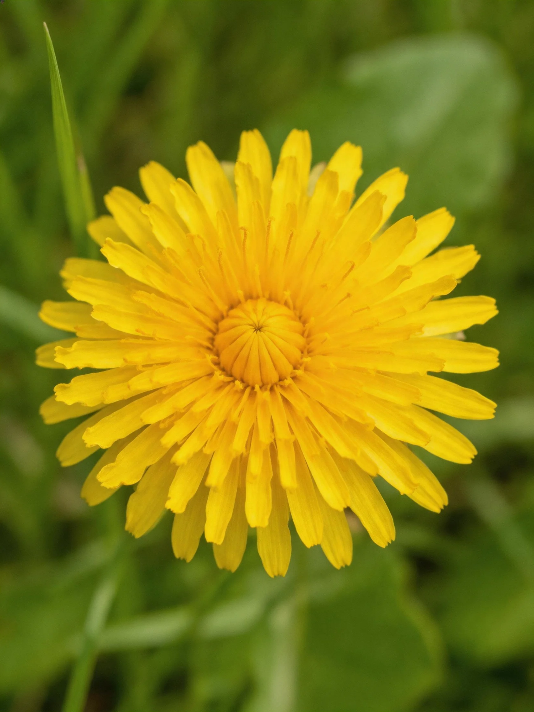 A vibrant yellow dandelion centered against green foliage