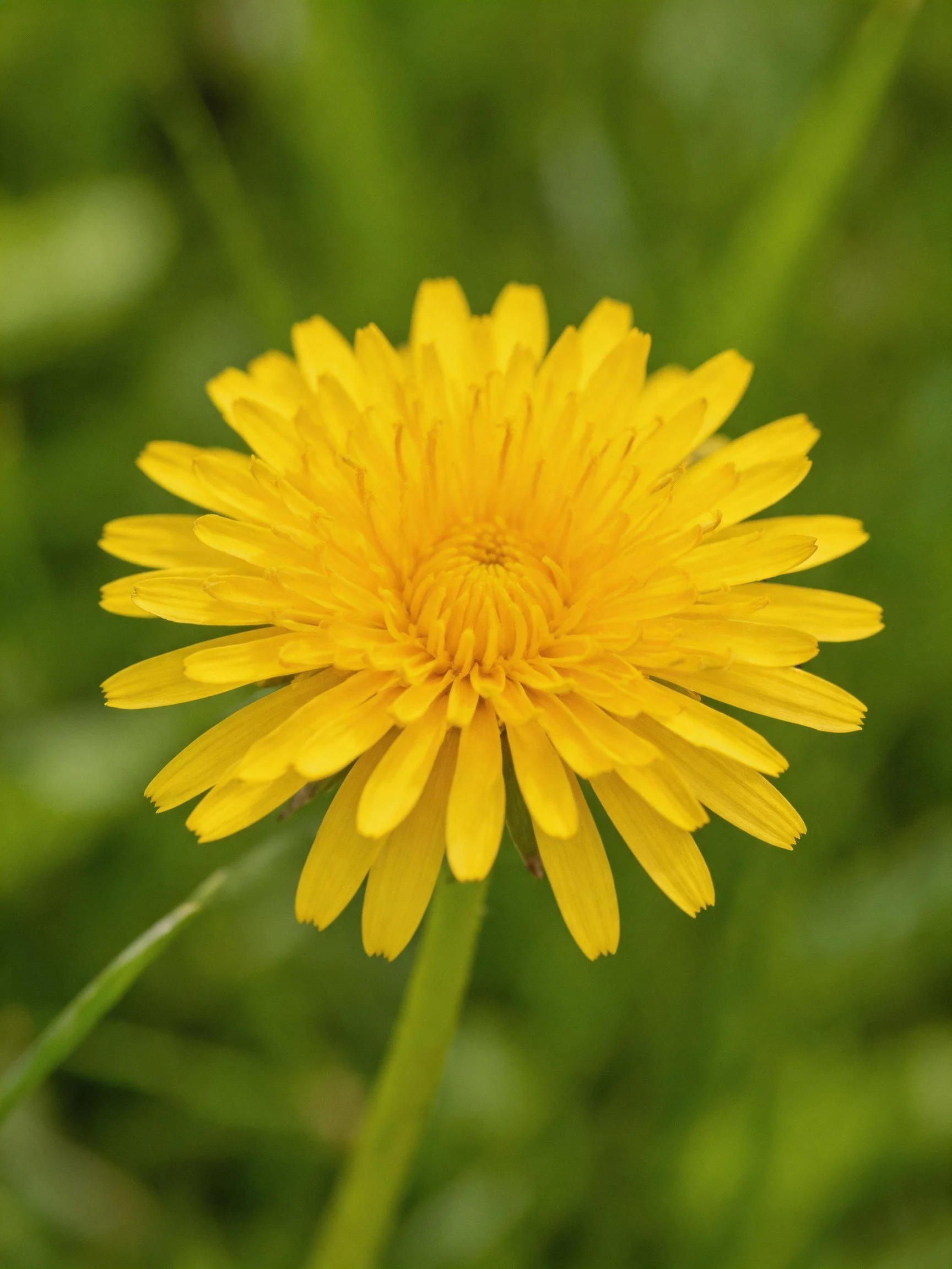 A vibrant yellow dandelion flower against green foliage