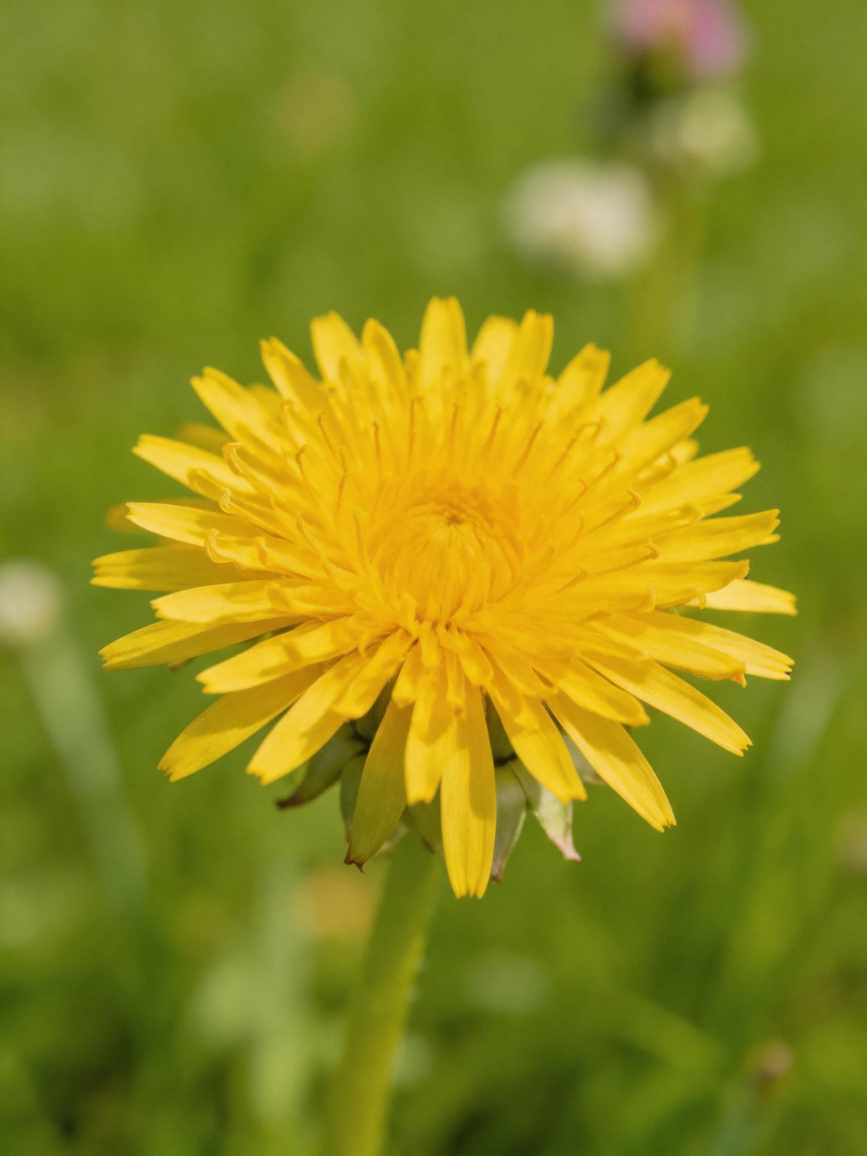 A vibrant yellow dandelion flower amidst lush greenery