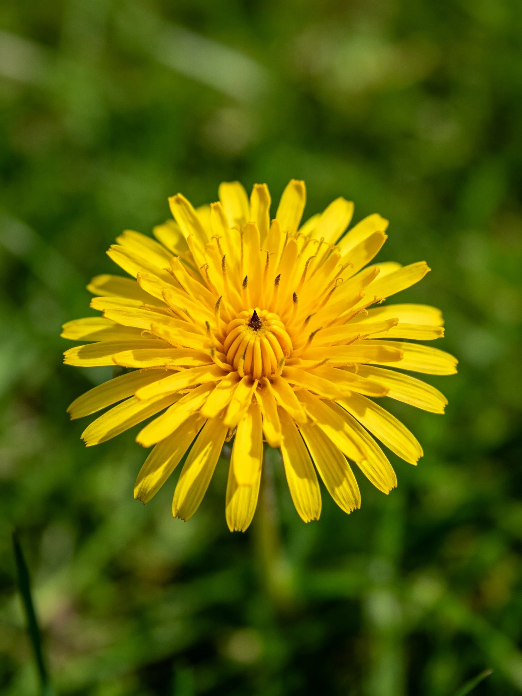 A vibrant yellow dandelion flower centered amid lush greenery
