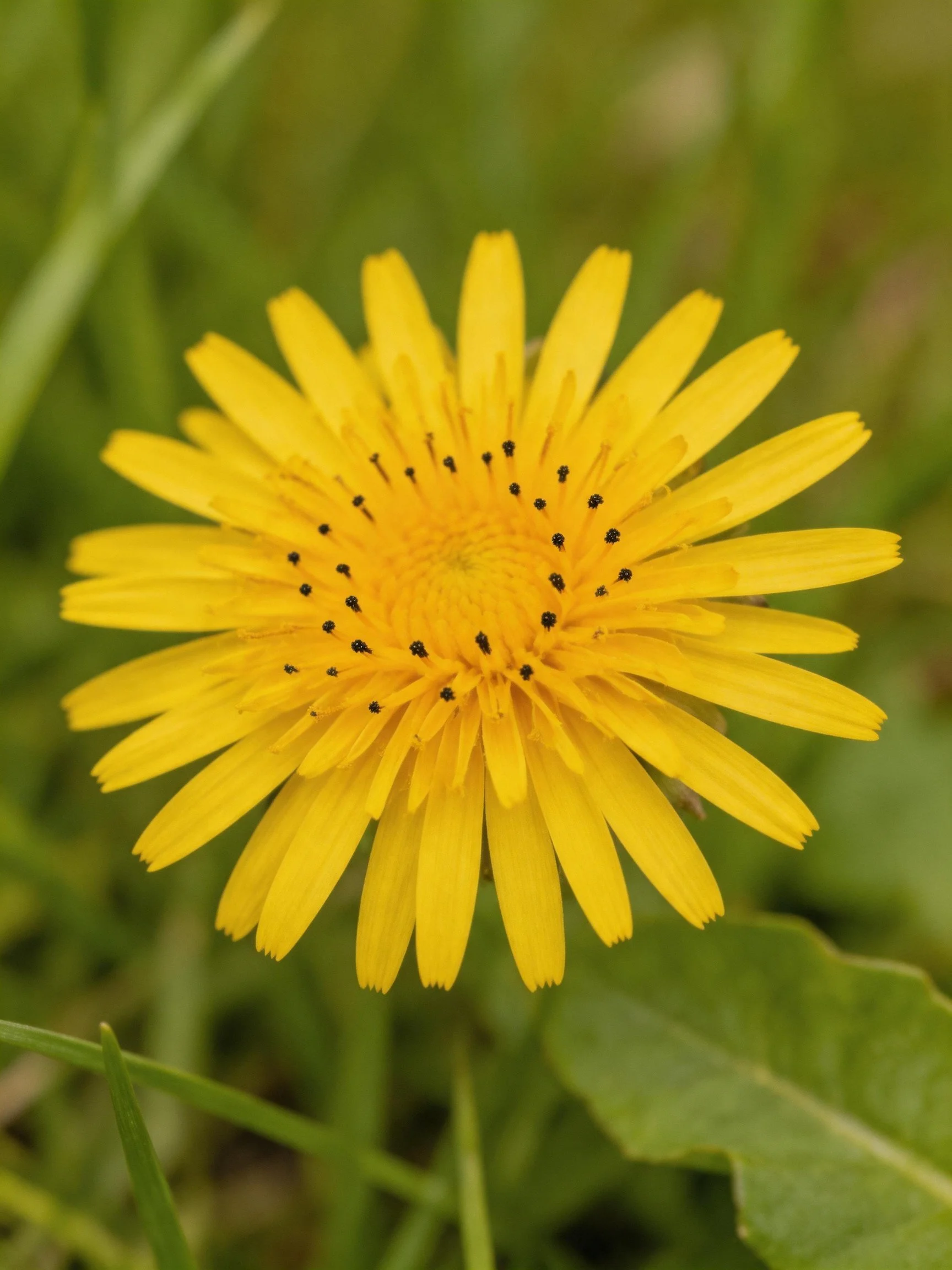 A vibrant yellow dandelion flower with dark centers amid greenery