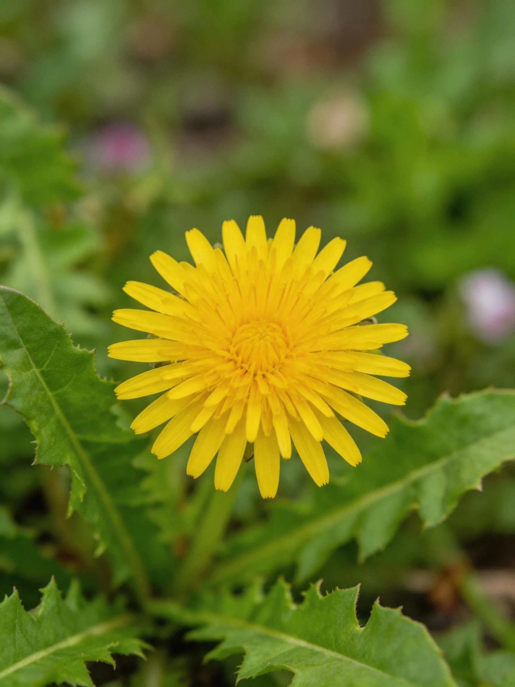 A vibrant yellow dandelion flower with serrated green leaves