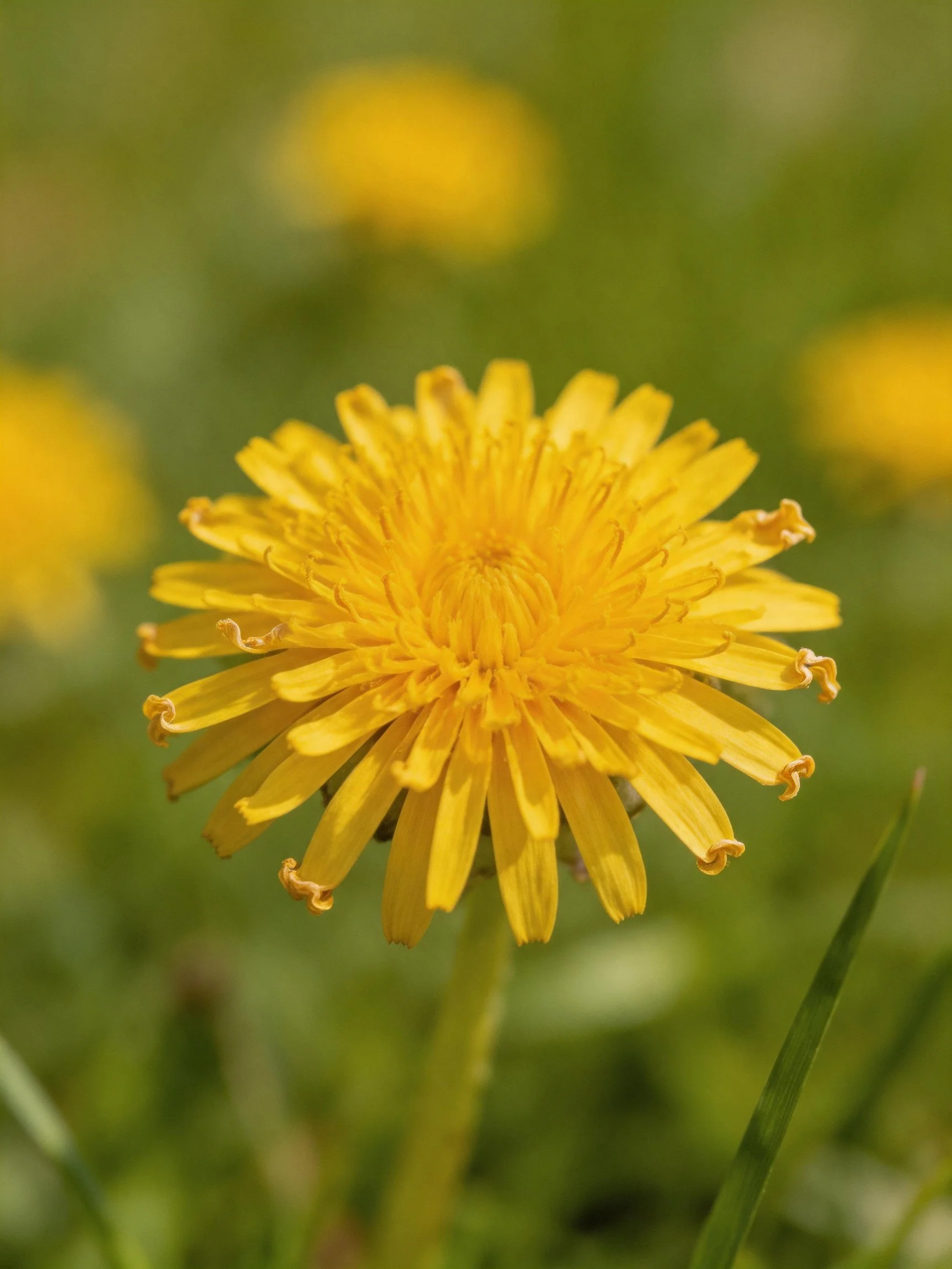 A vibrant yellow dandelion in sharp focus against blurred greenery
