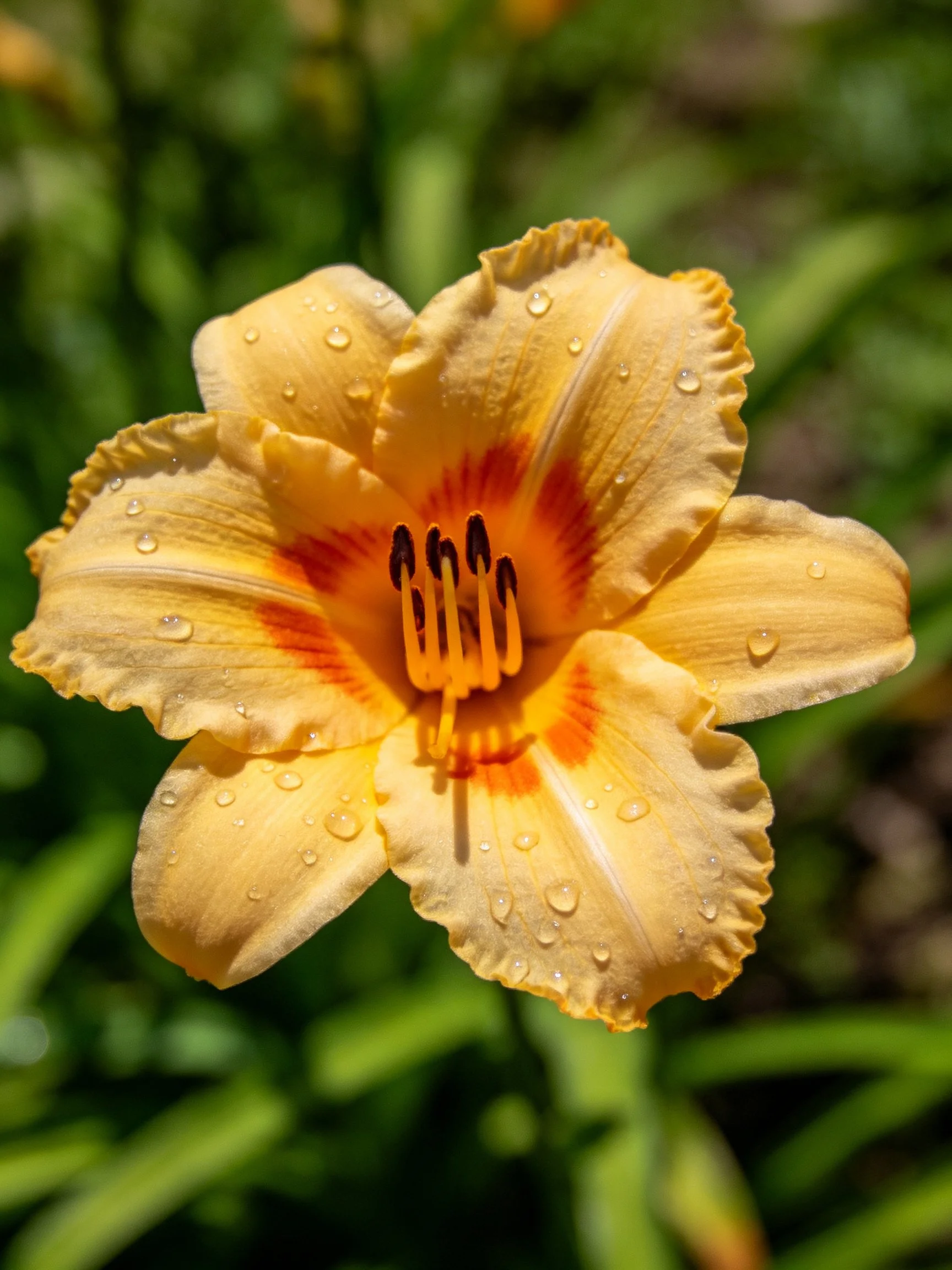 A vibrant yellow daylily with orange center and dewdrops