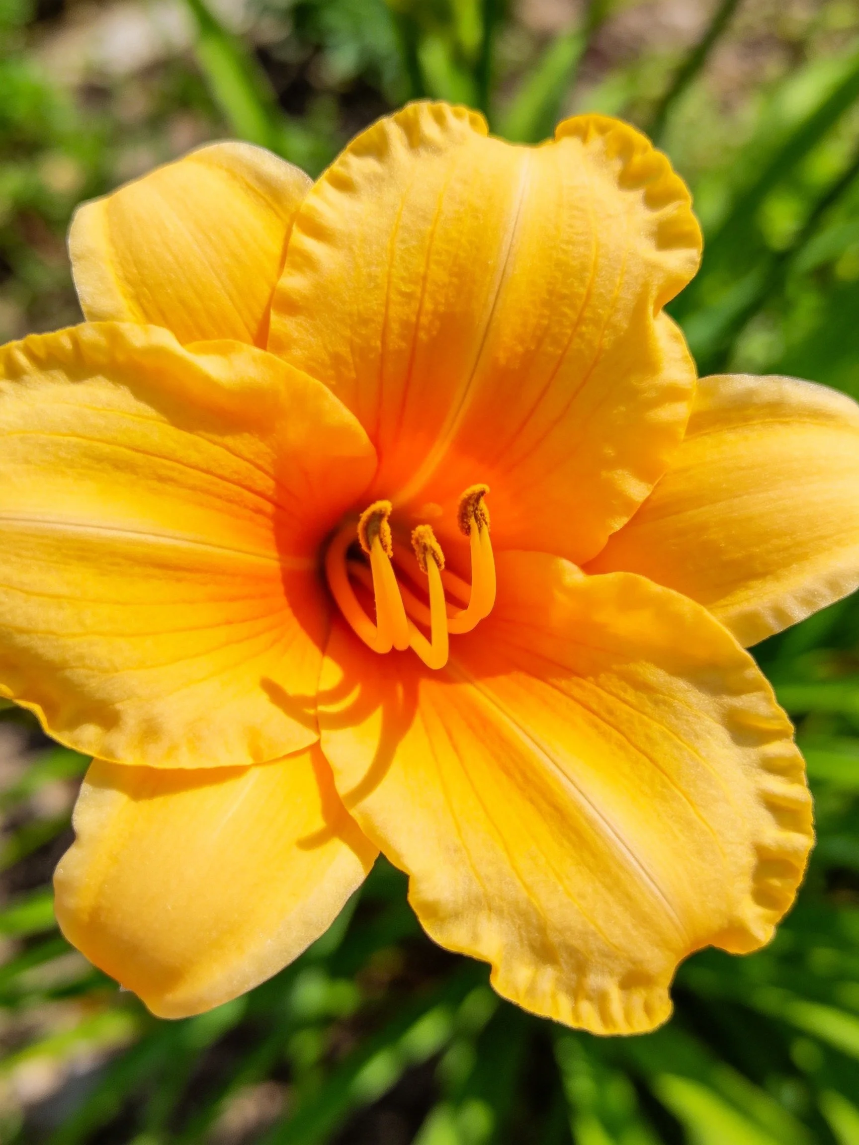 A vibrant yellow daylily with ruffled petals and an orange center