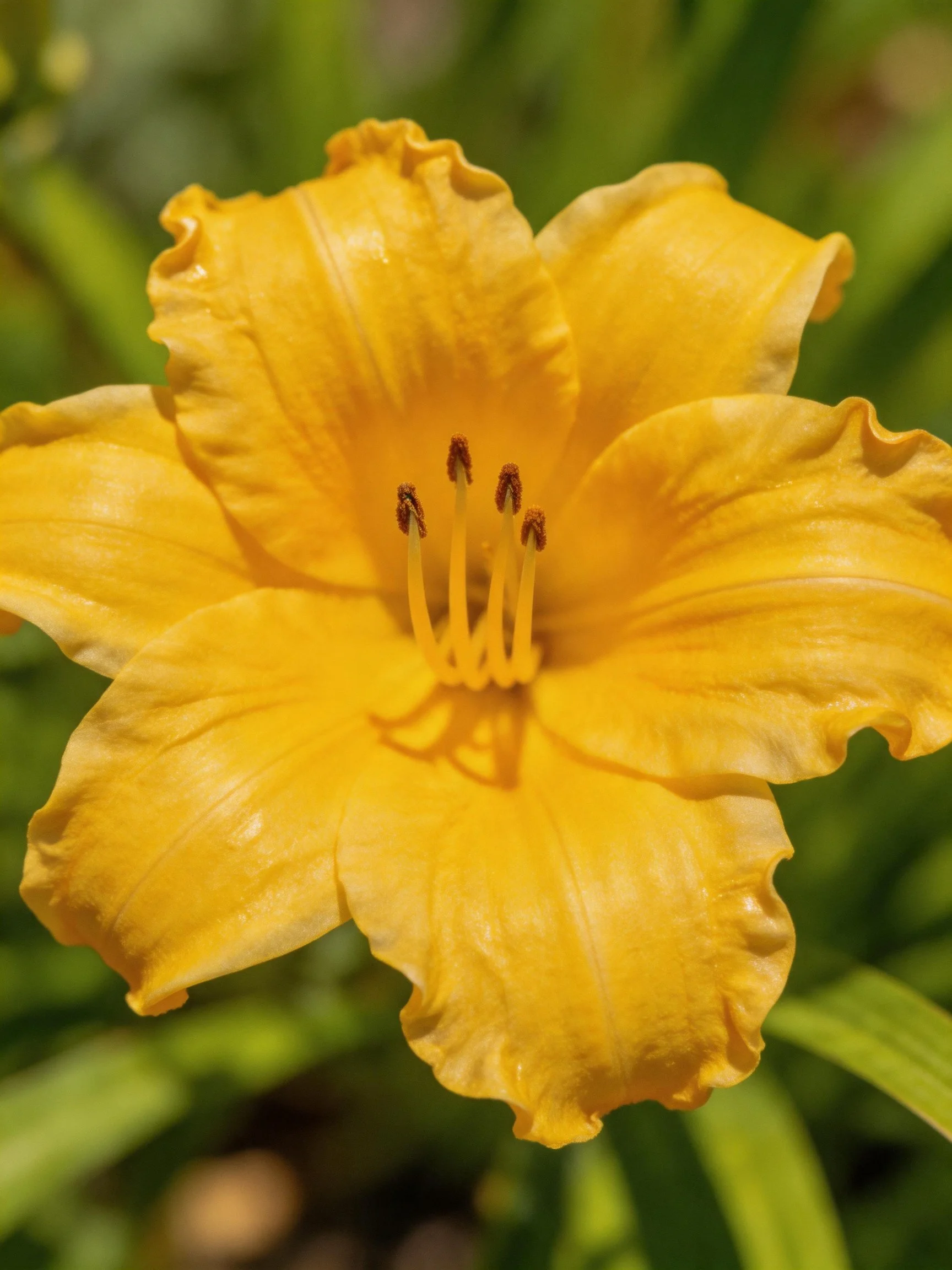 A vibrant yellow daylily with ruffled petals and central stamens