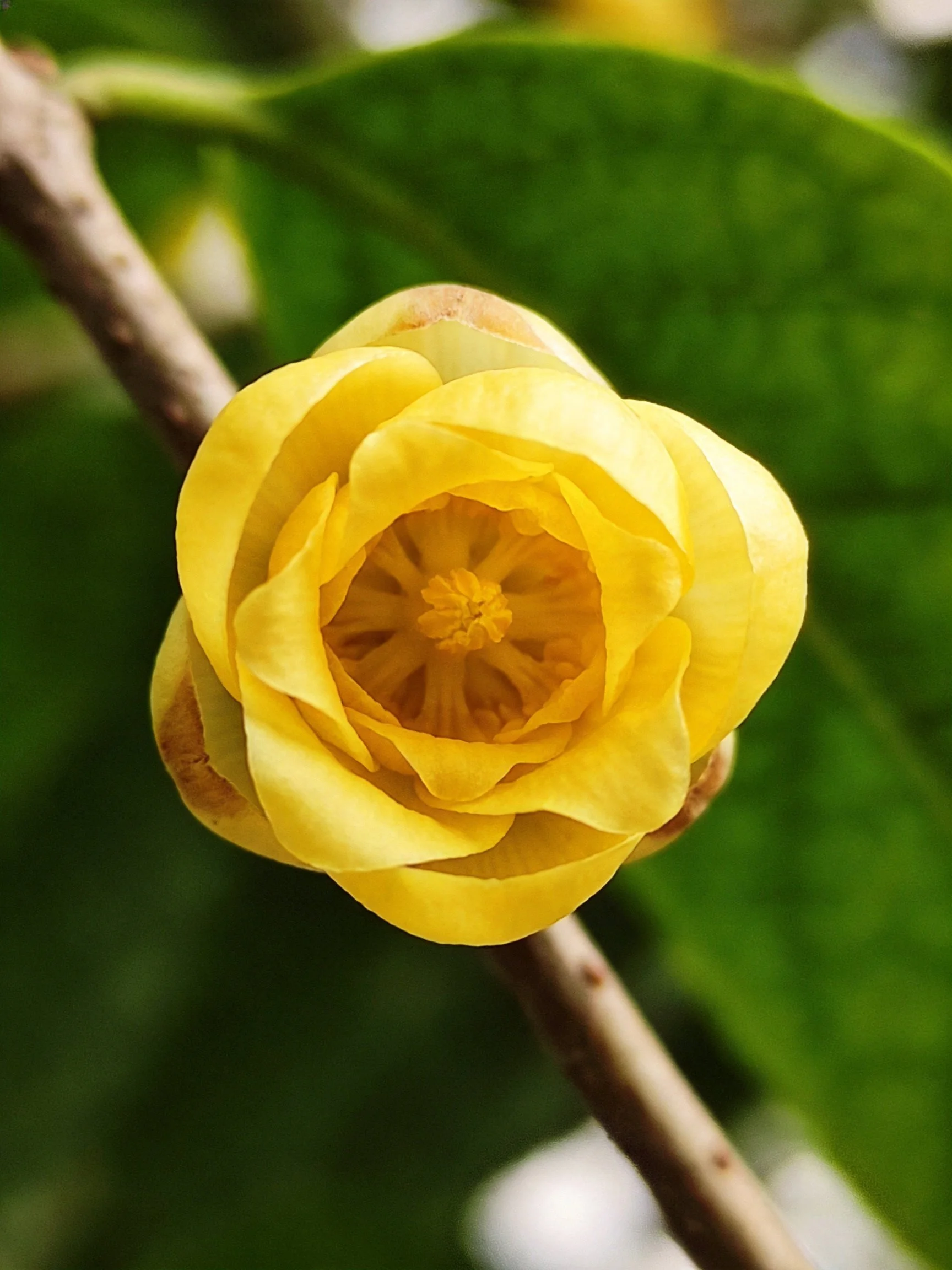 A vibrant yellow flower blooming against lush green foliage
