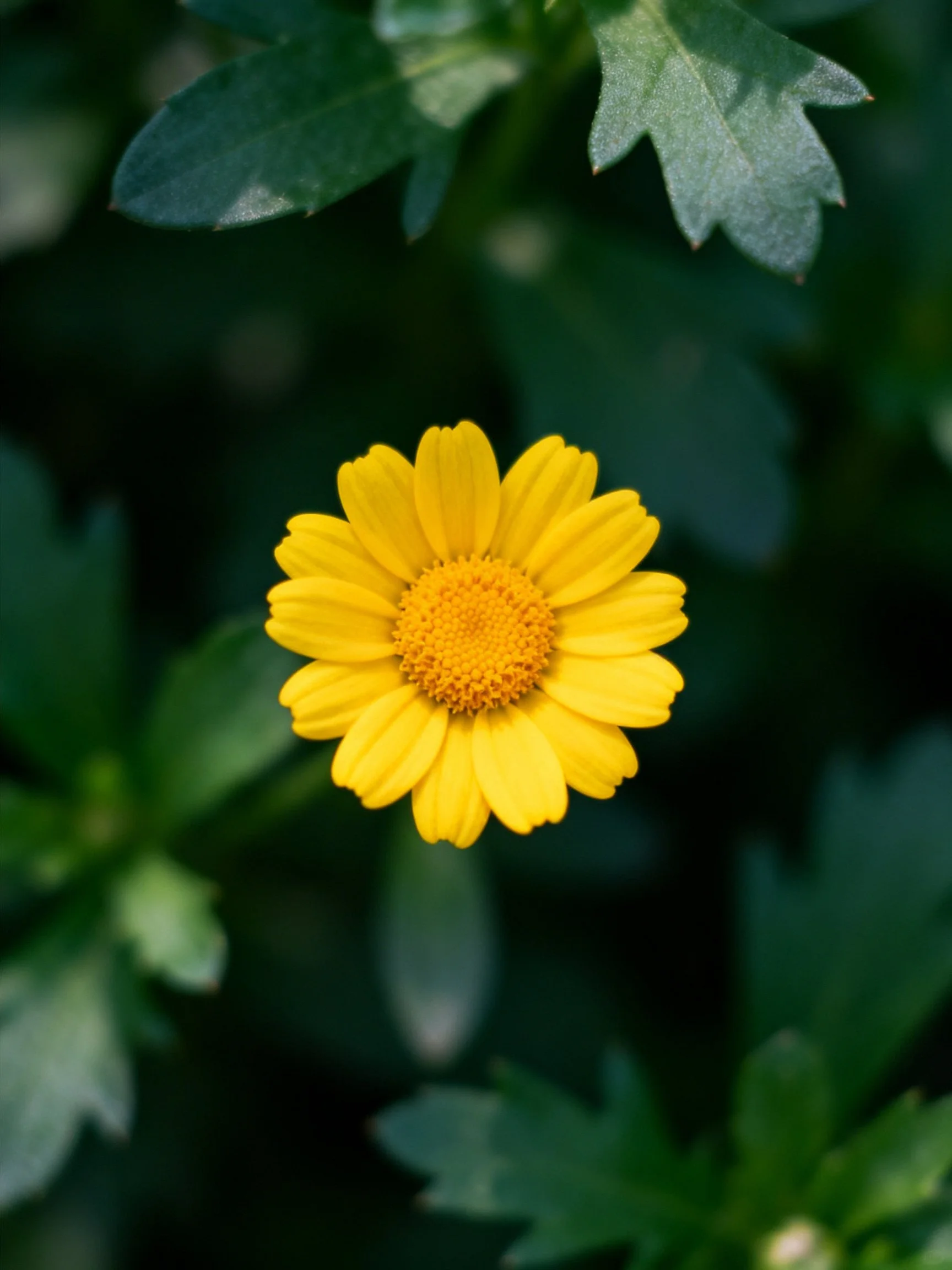 A vibrant yellow flower centered amid dark green foliage