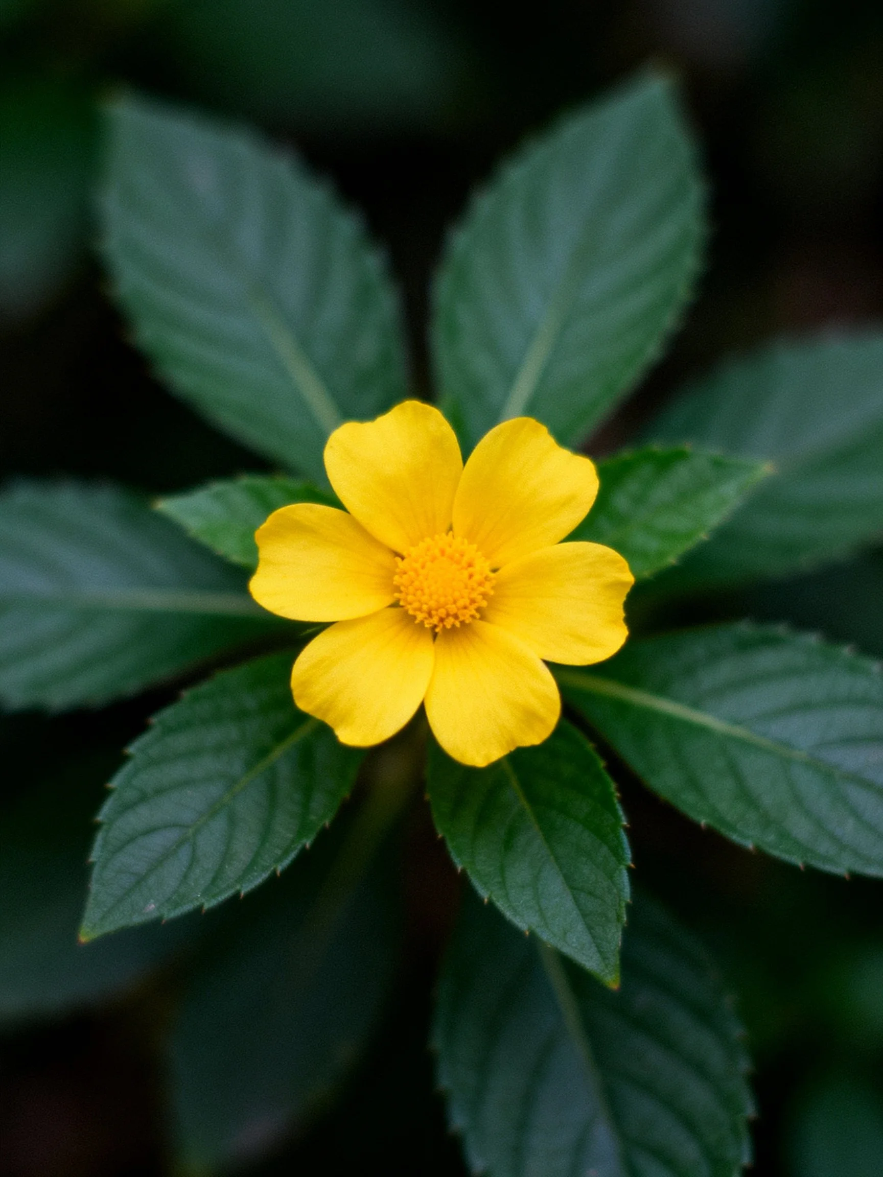 A vibrant yellow flower centered among dark green leaves