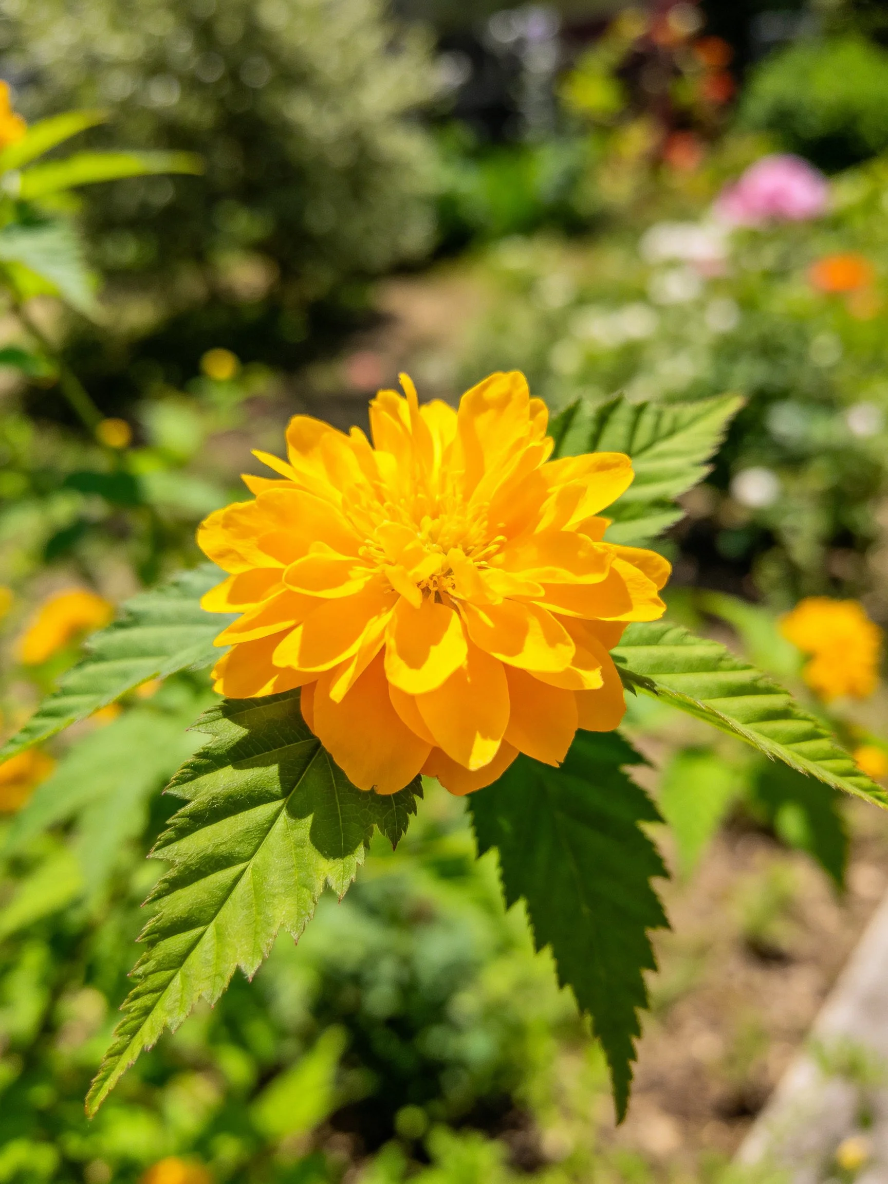 A vibrant yellow flower centered among lush green leaves