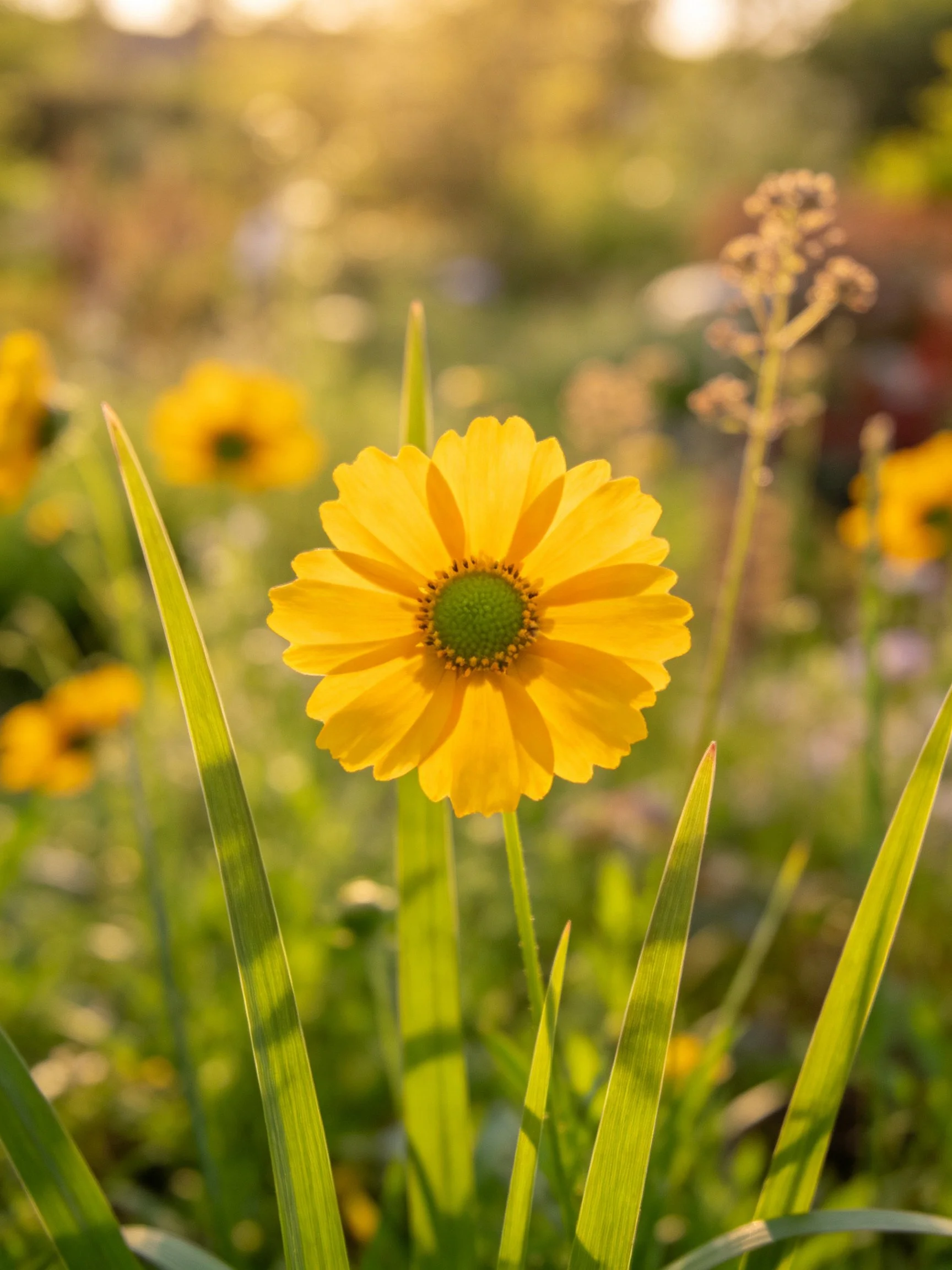 A vibrant yellow flower centered among tall green blades of grass