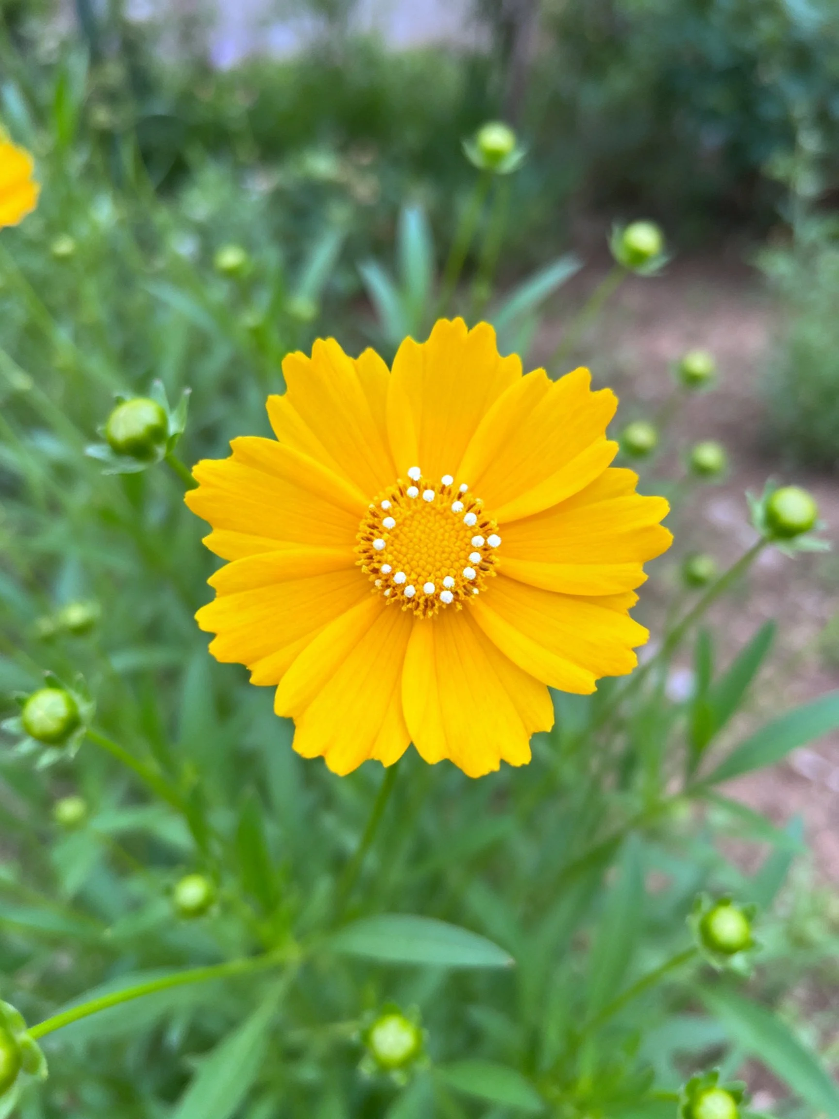 A vibrant yellow flower surrounded by green buds and foliage