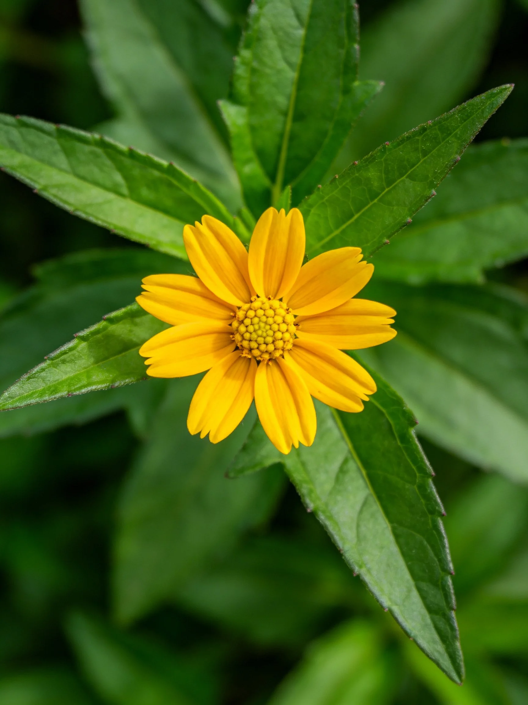 A vibrant yellow flower surrounded by lush green leaves