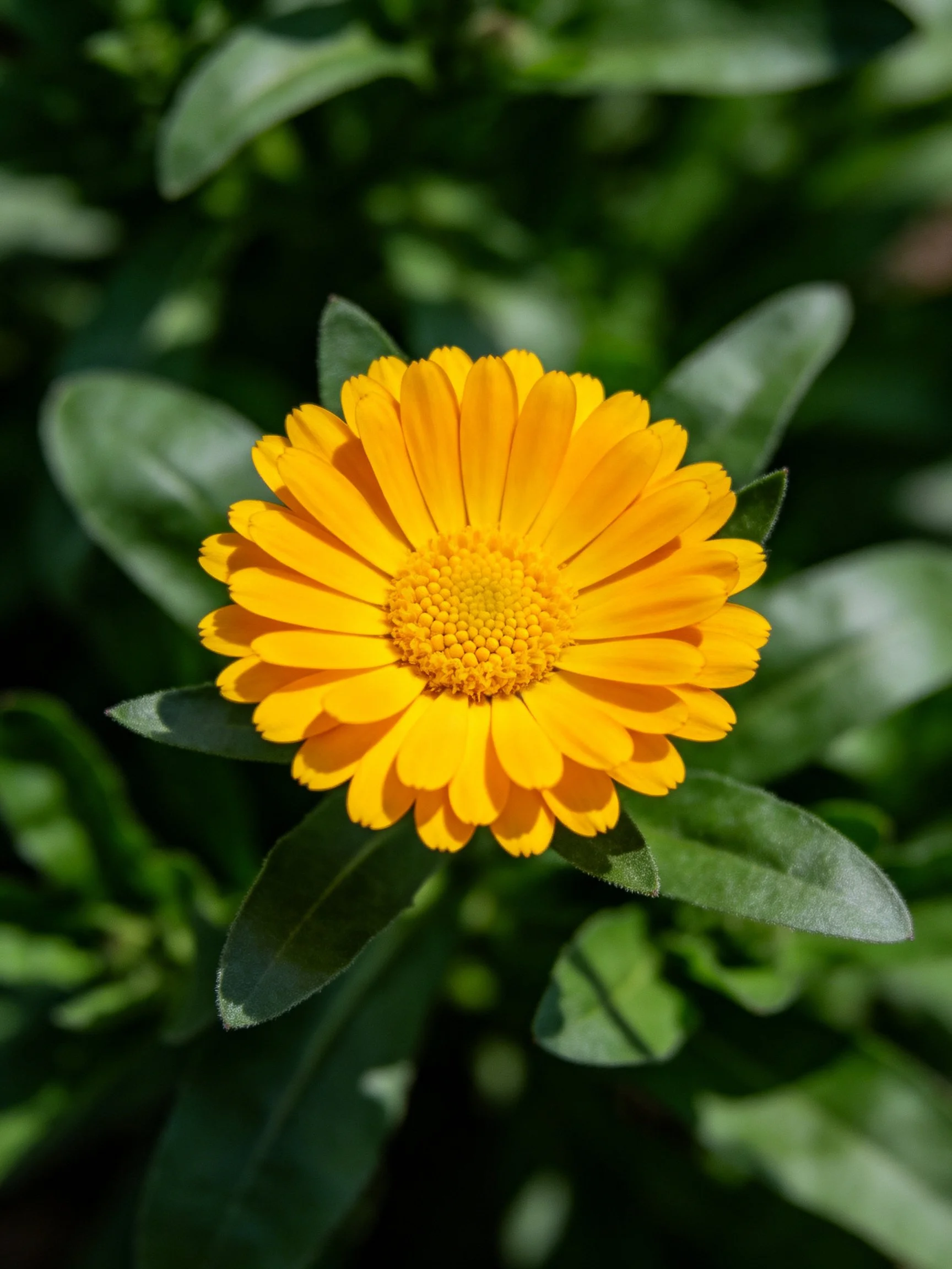 A vibrant yellow flower surrounded by lush green leaves
