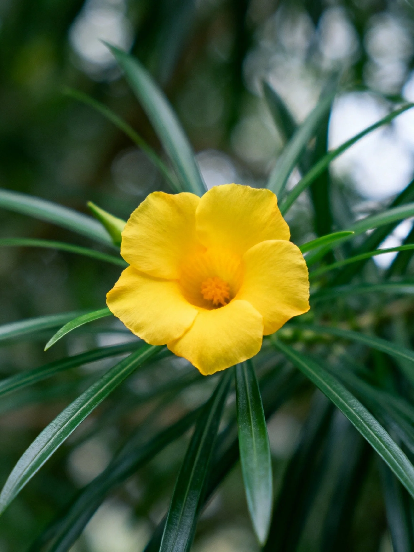 A vibrant yellow flower surrounded by slender green leaves