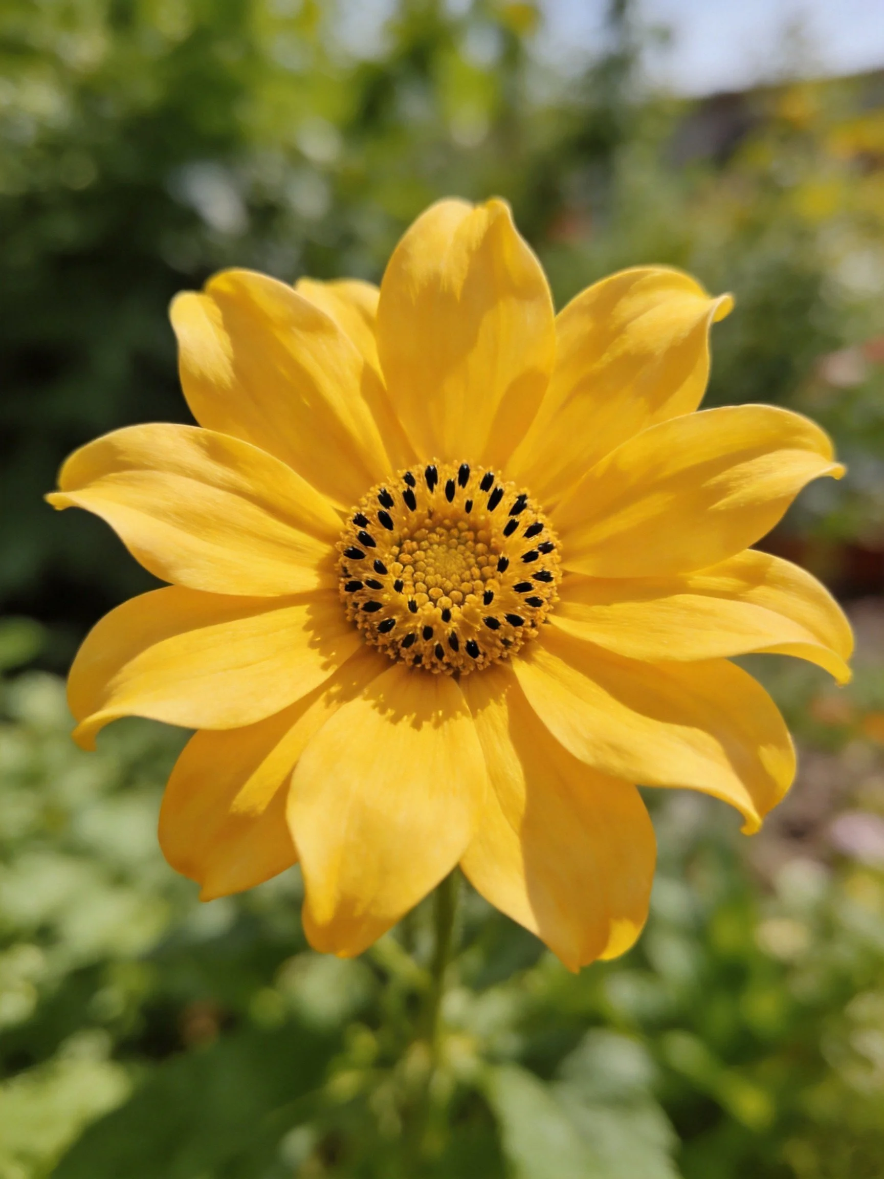 A vibrant yellow flower with a dark-centered bloom