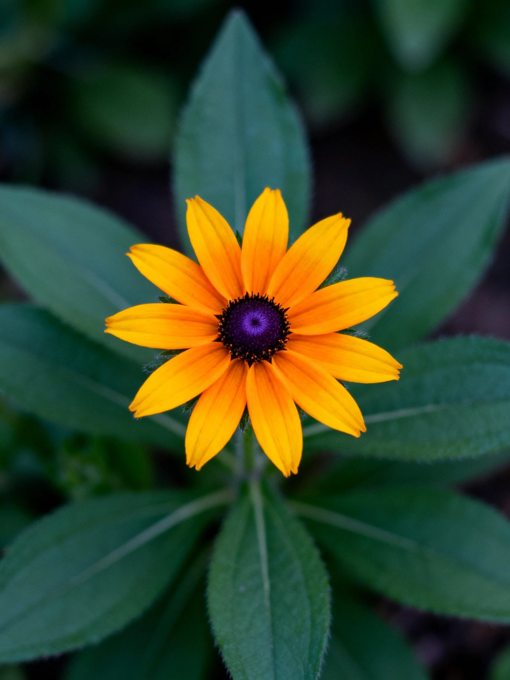 A vibrant yellow flower with a deep purple center amid lush green foliage