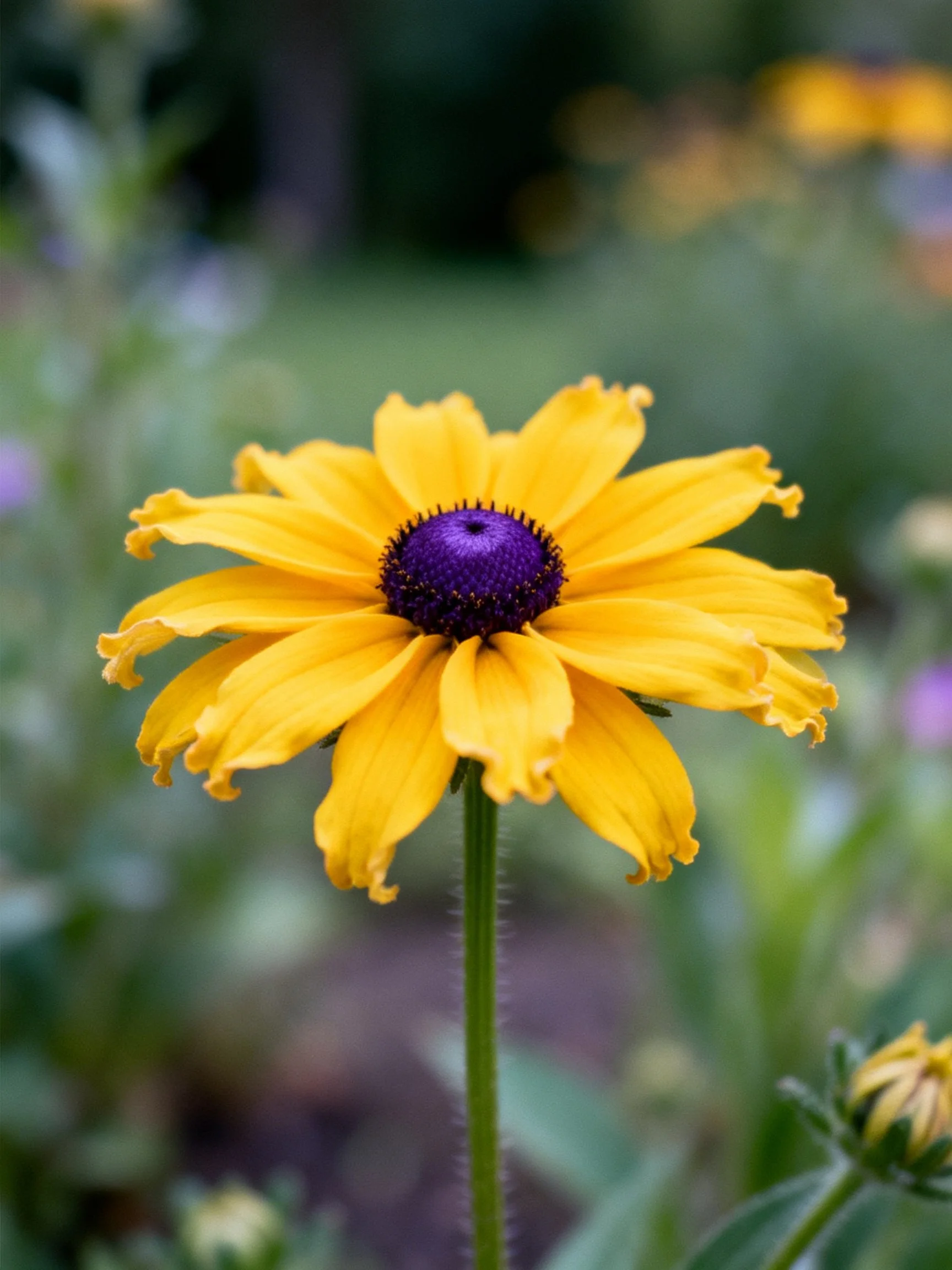 A vibrant yellow flower with a deep purple center