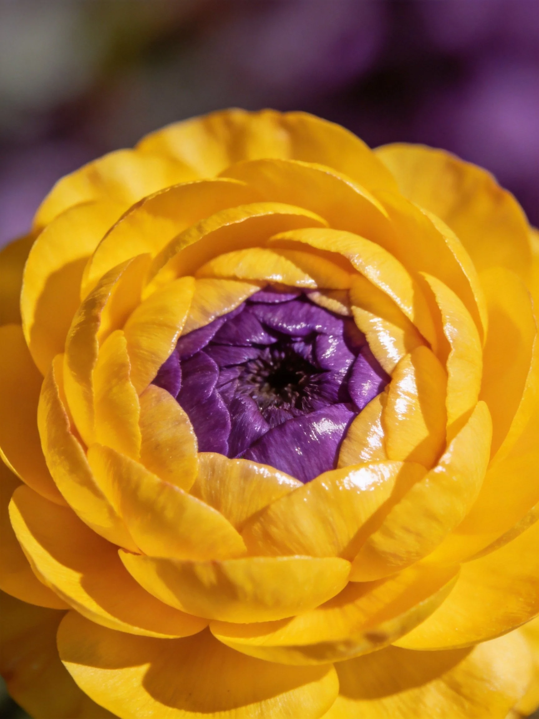 A vibrant yellow flower with a deep purple center