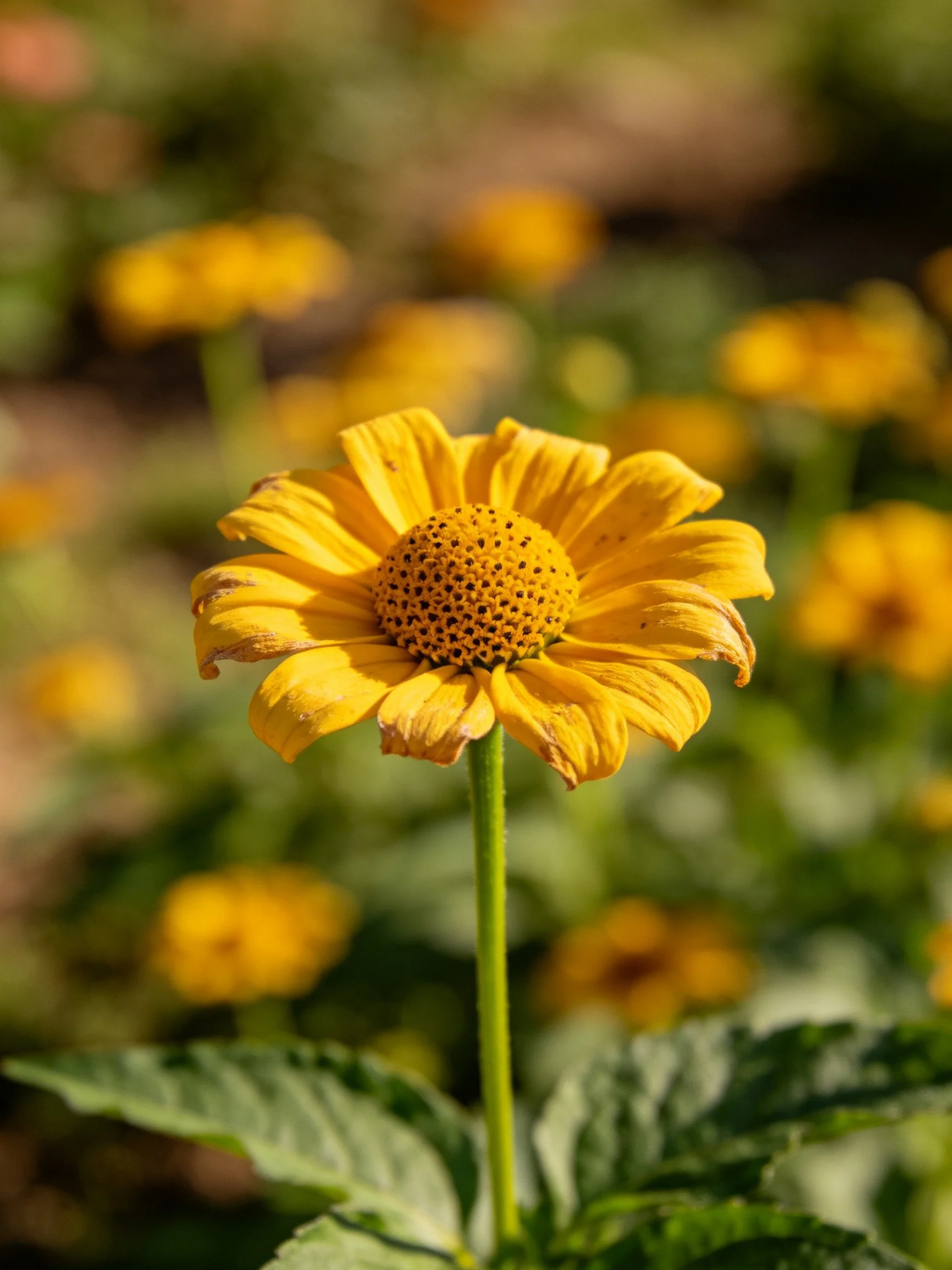 A vibrant yellow flower with a textured center amid blurred blooms