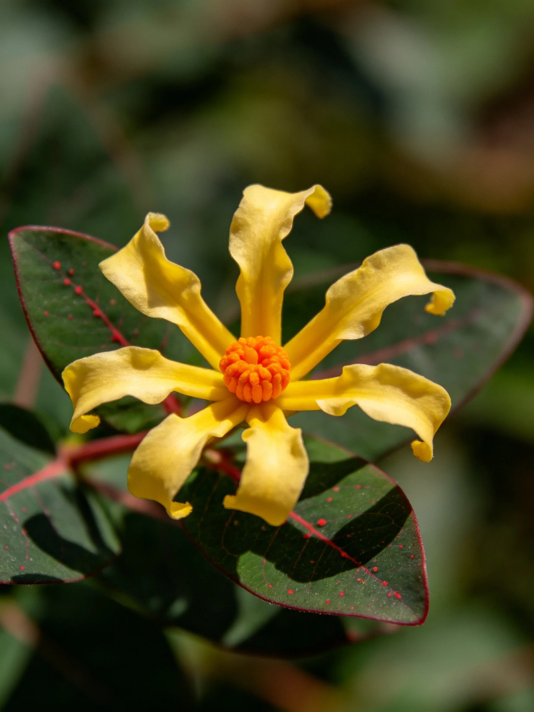 A vibrant yellow flower with an orange center amid green leaves