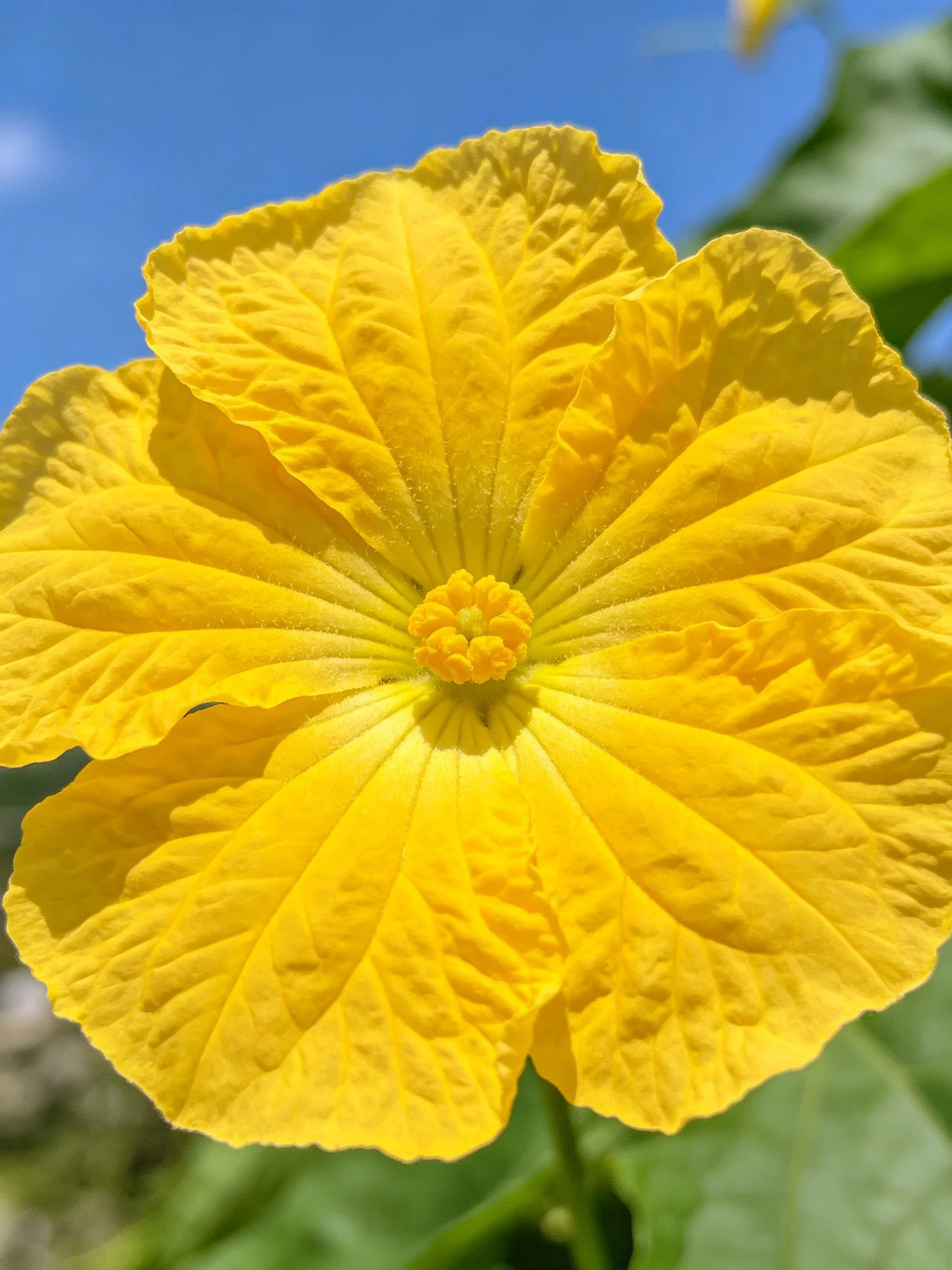 Close - up of a large bright yellow flower with distinct petal textures.