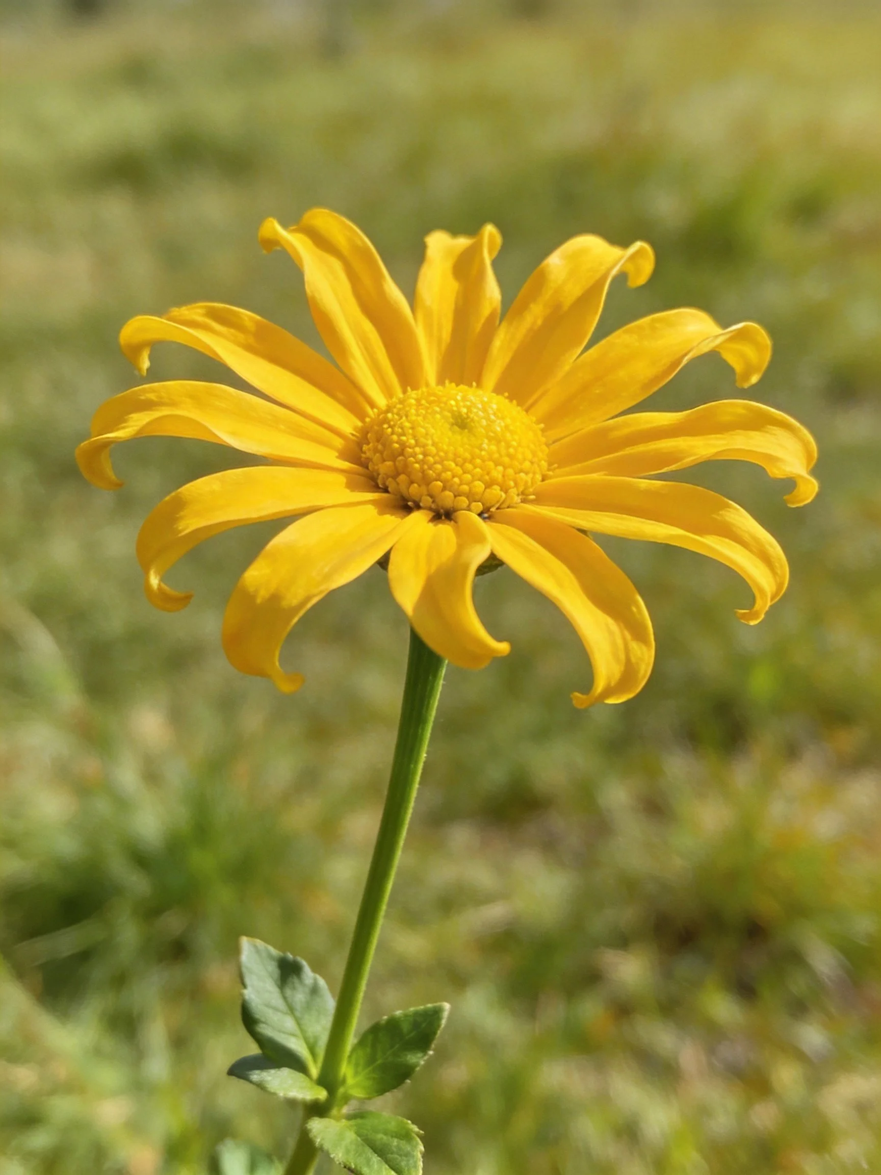 A vibrant yellow flower with curled petals on a green stem