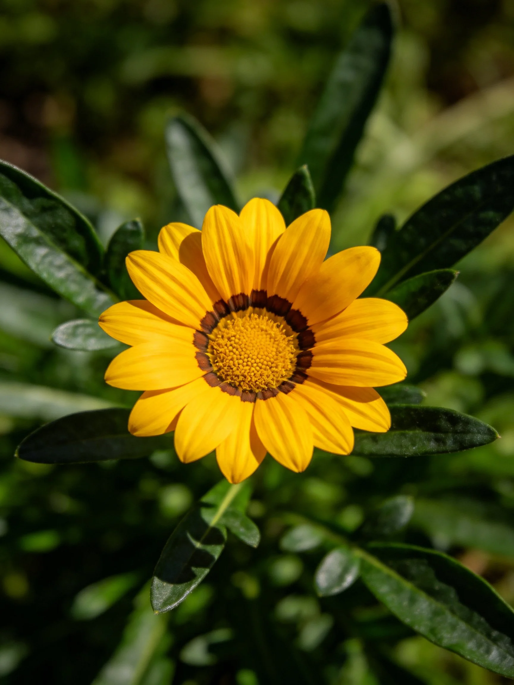 A vibrant yellow flower with dark brown center amid lush green leaves