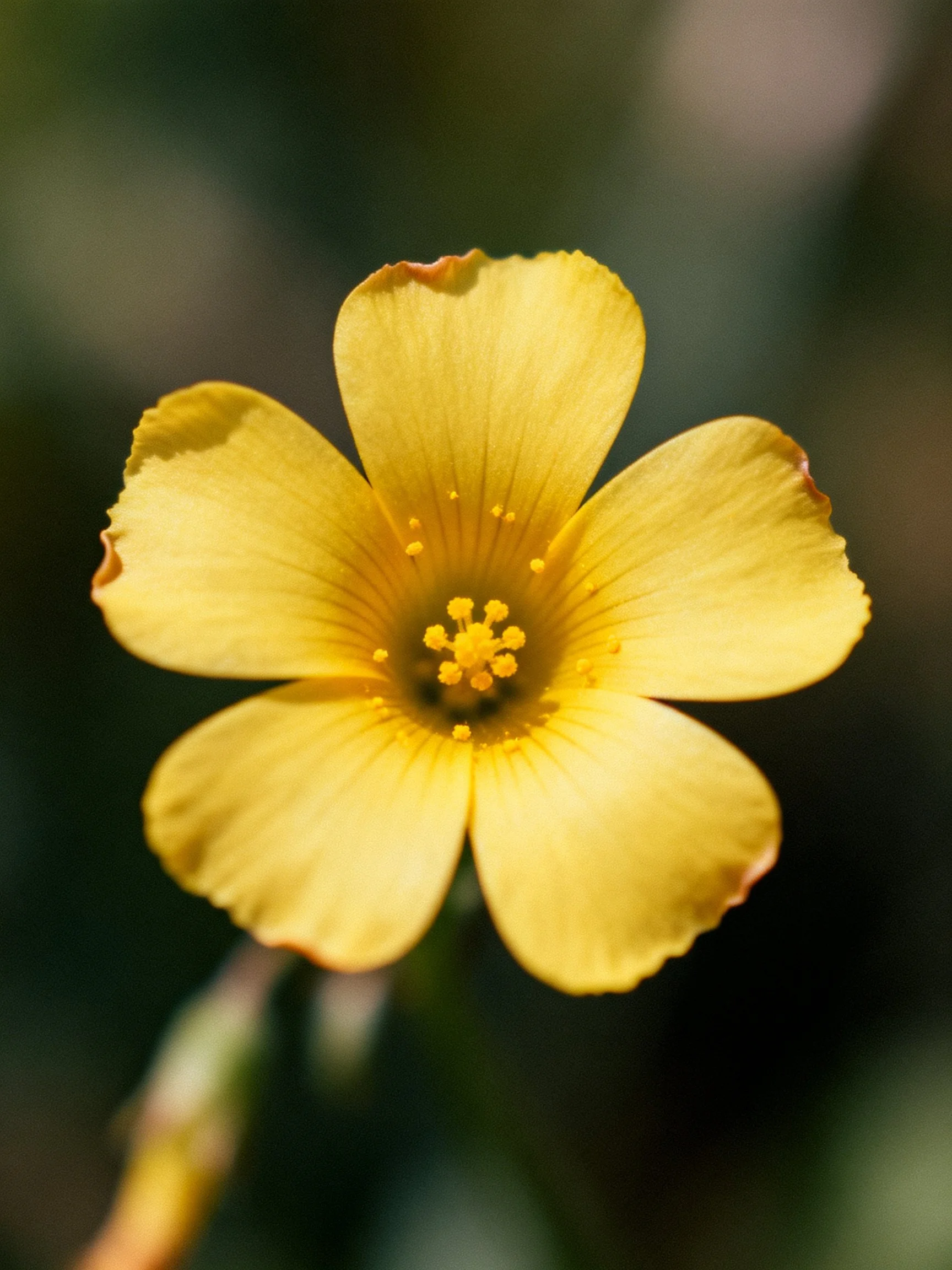 A vibrant yellow flower with five petals against blurred greenery