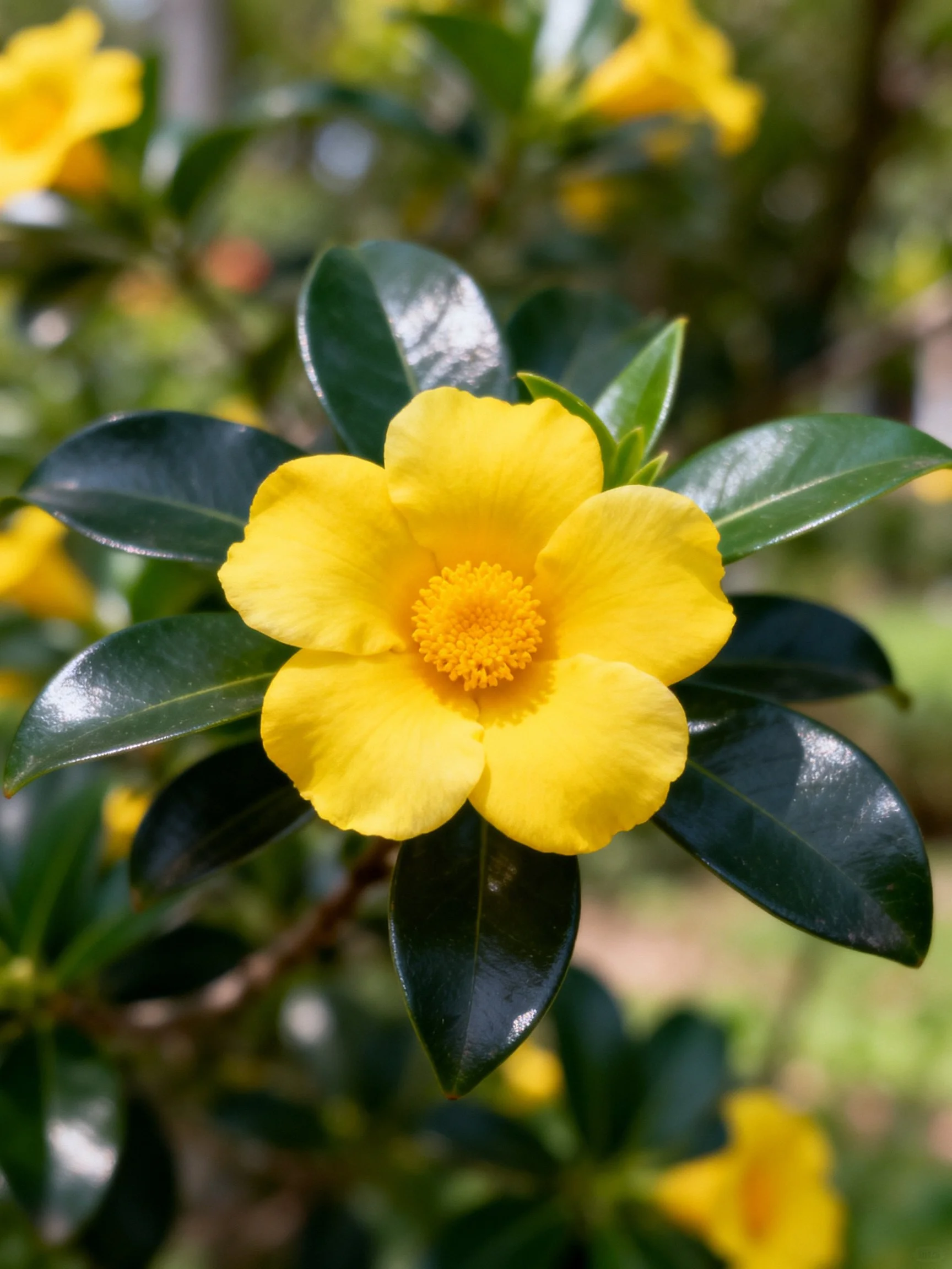 A vibrant yellow flower with glossy dark green leaves