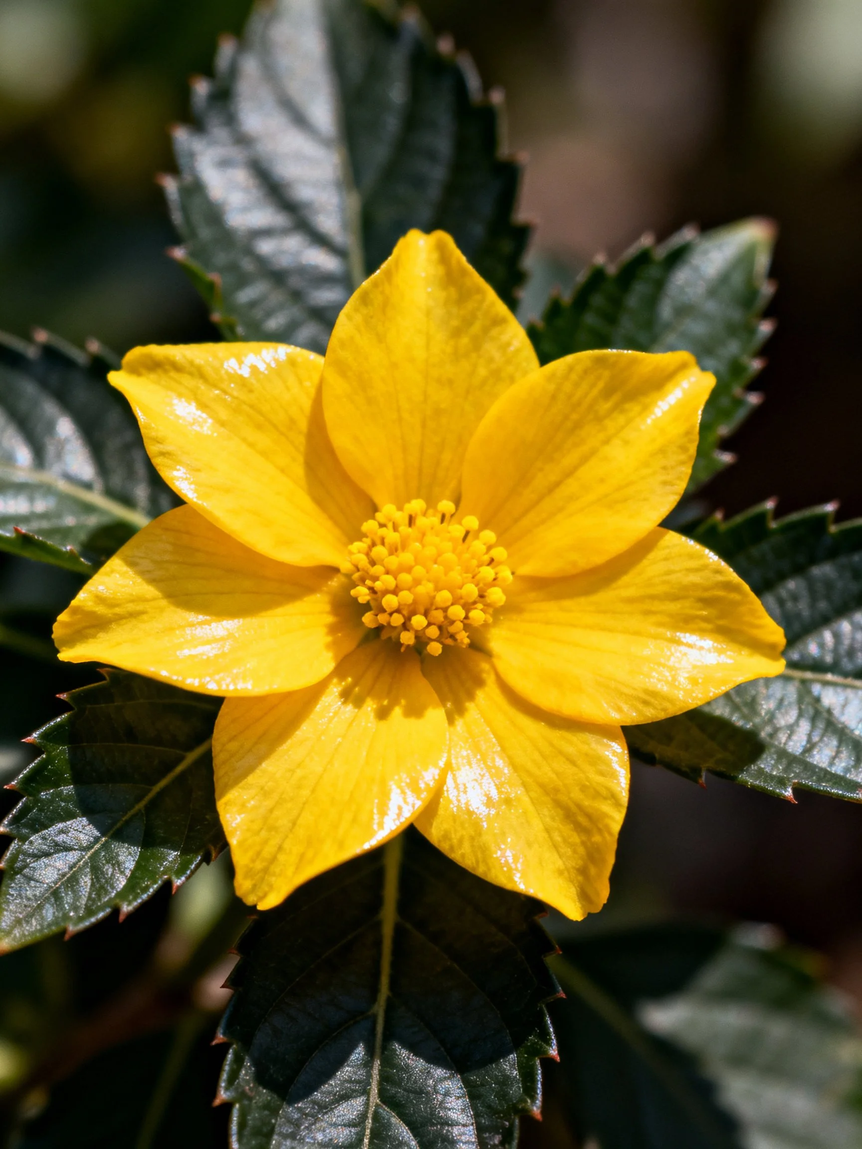 A vibrant yellow flower with glossy dark green leaves