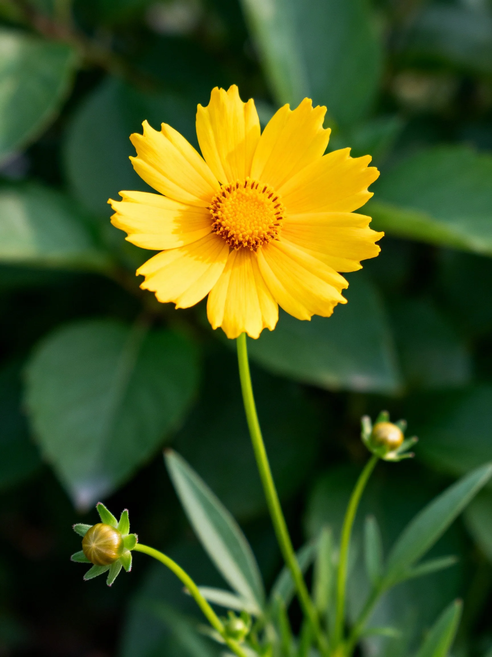 A vibrant yellow flower with green foliage and budding blooms