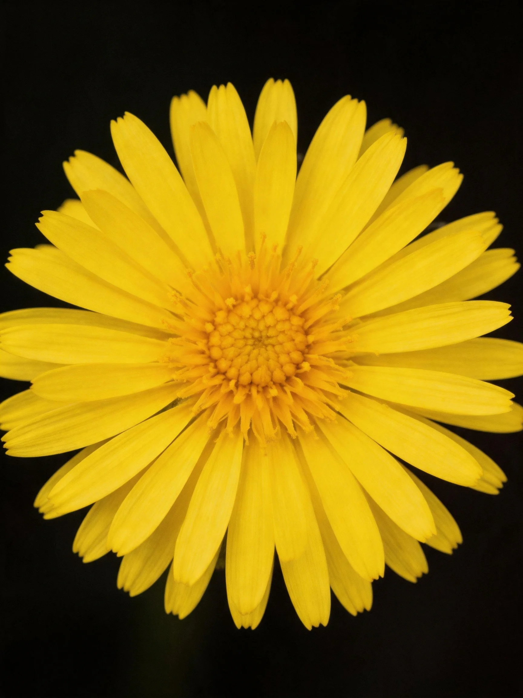 A vibrant yellow flower with layered petals against a black background