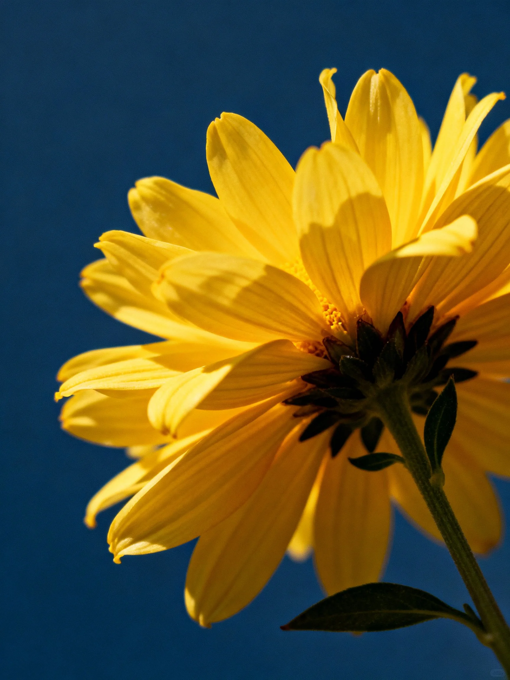 A vibrant yellow flower with layered petals against a deep blue sky