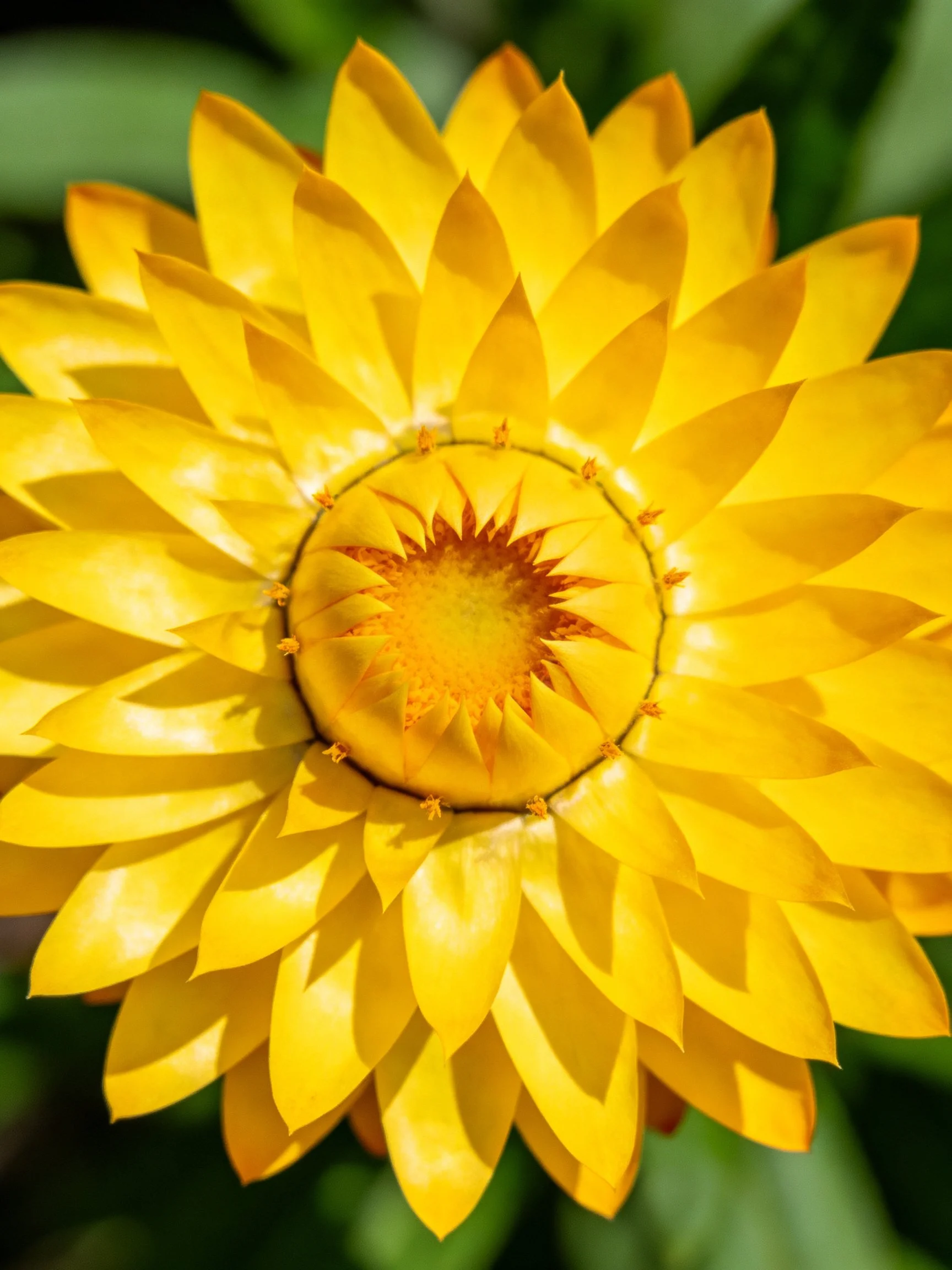 A vibrant yellow flower with layered petals and central disc