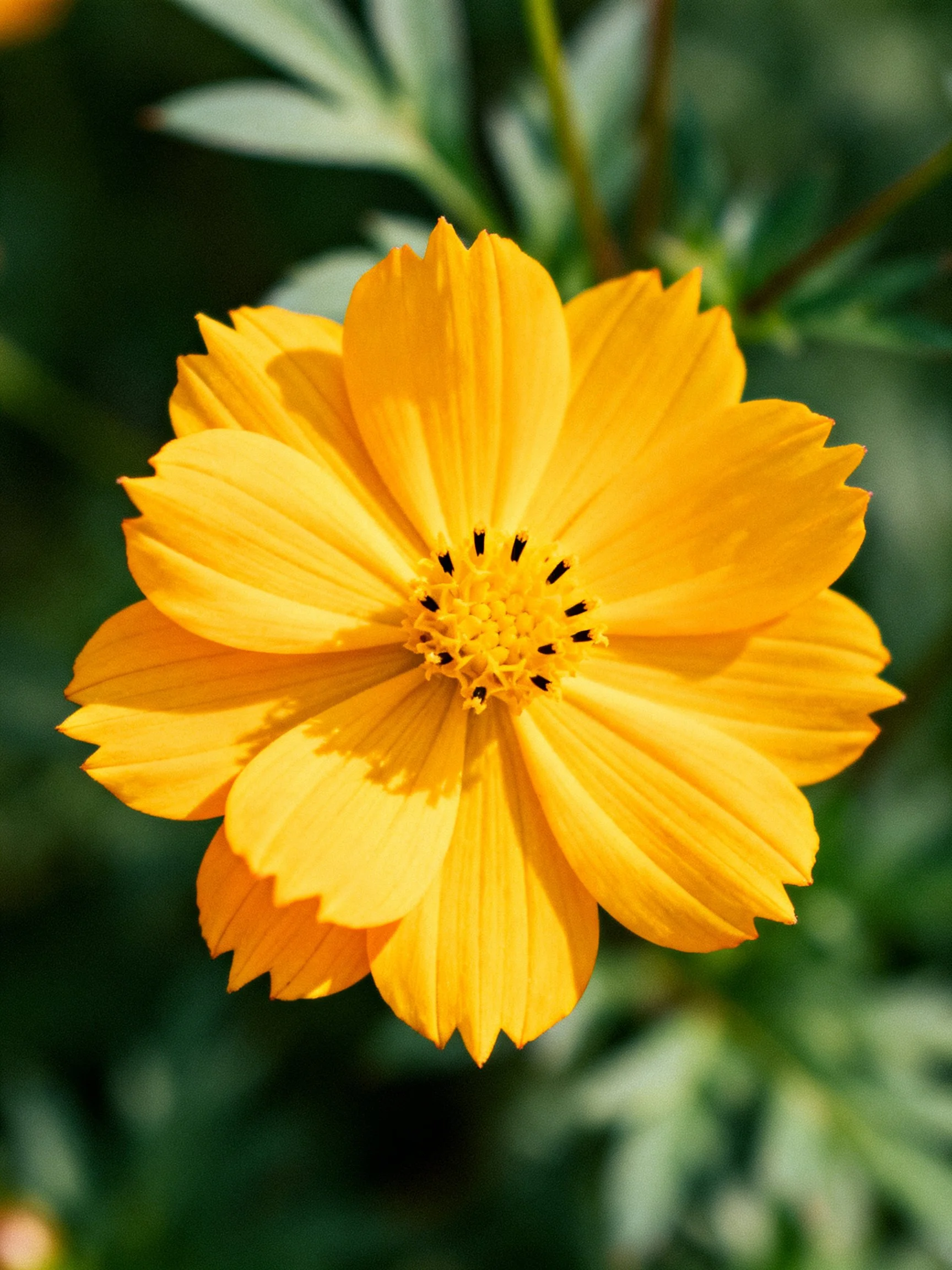A vibrant yellow flower with layered petals and dark center