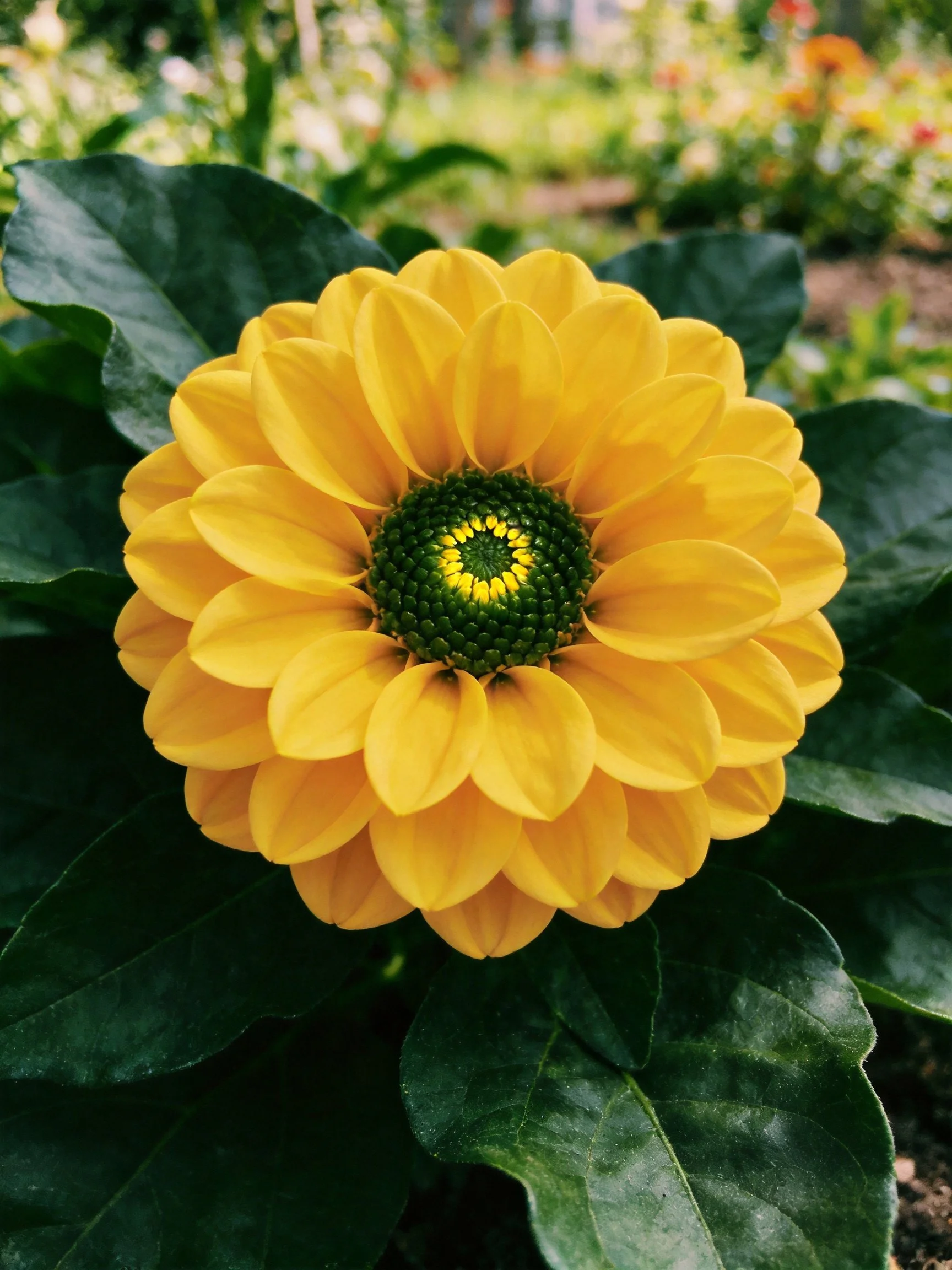 A vibrant yellow flower with layered petals and dark green center