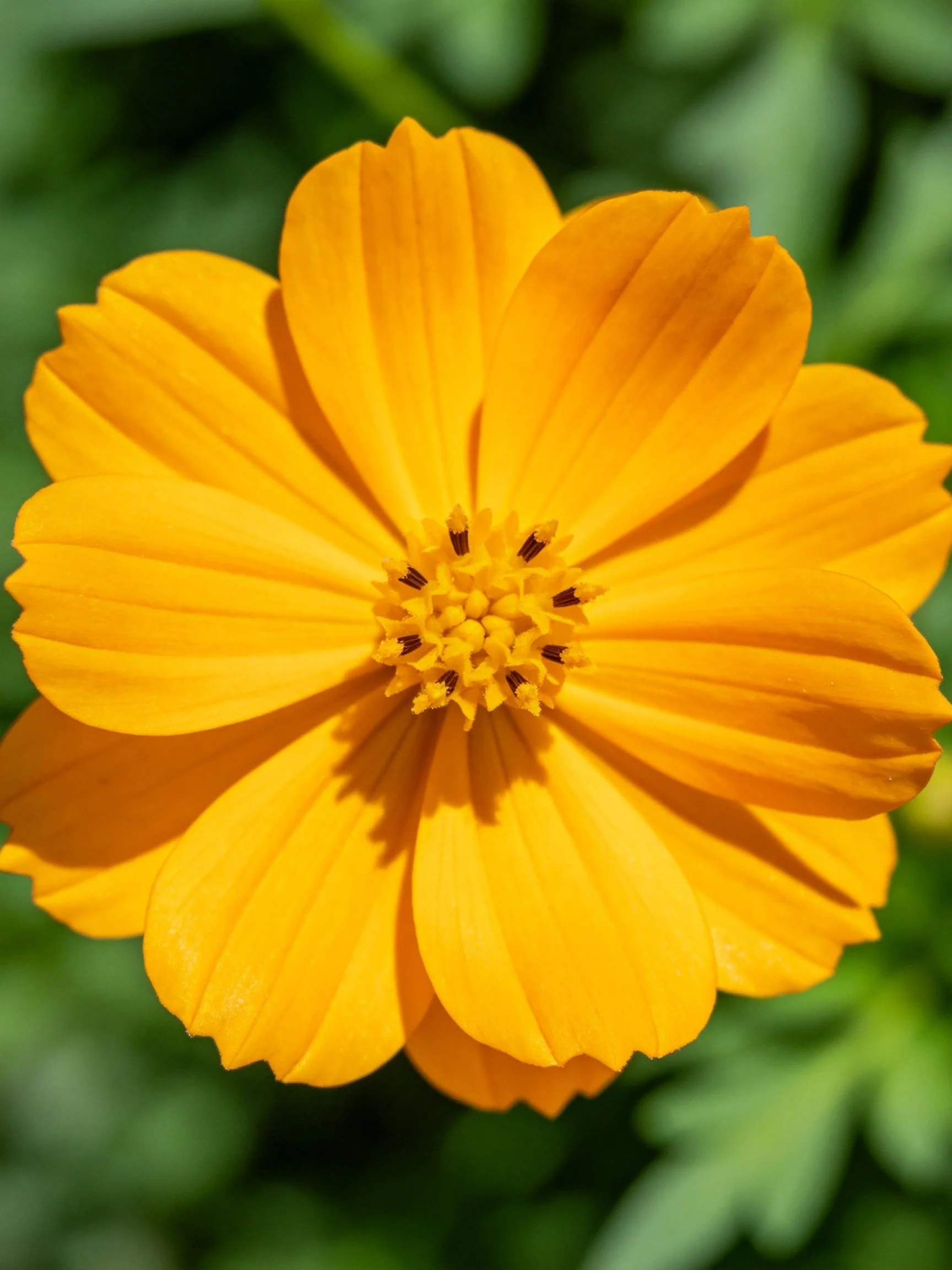 A vibrant yellow flower with layered petals and green backdrop