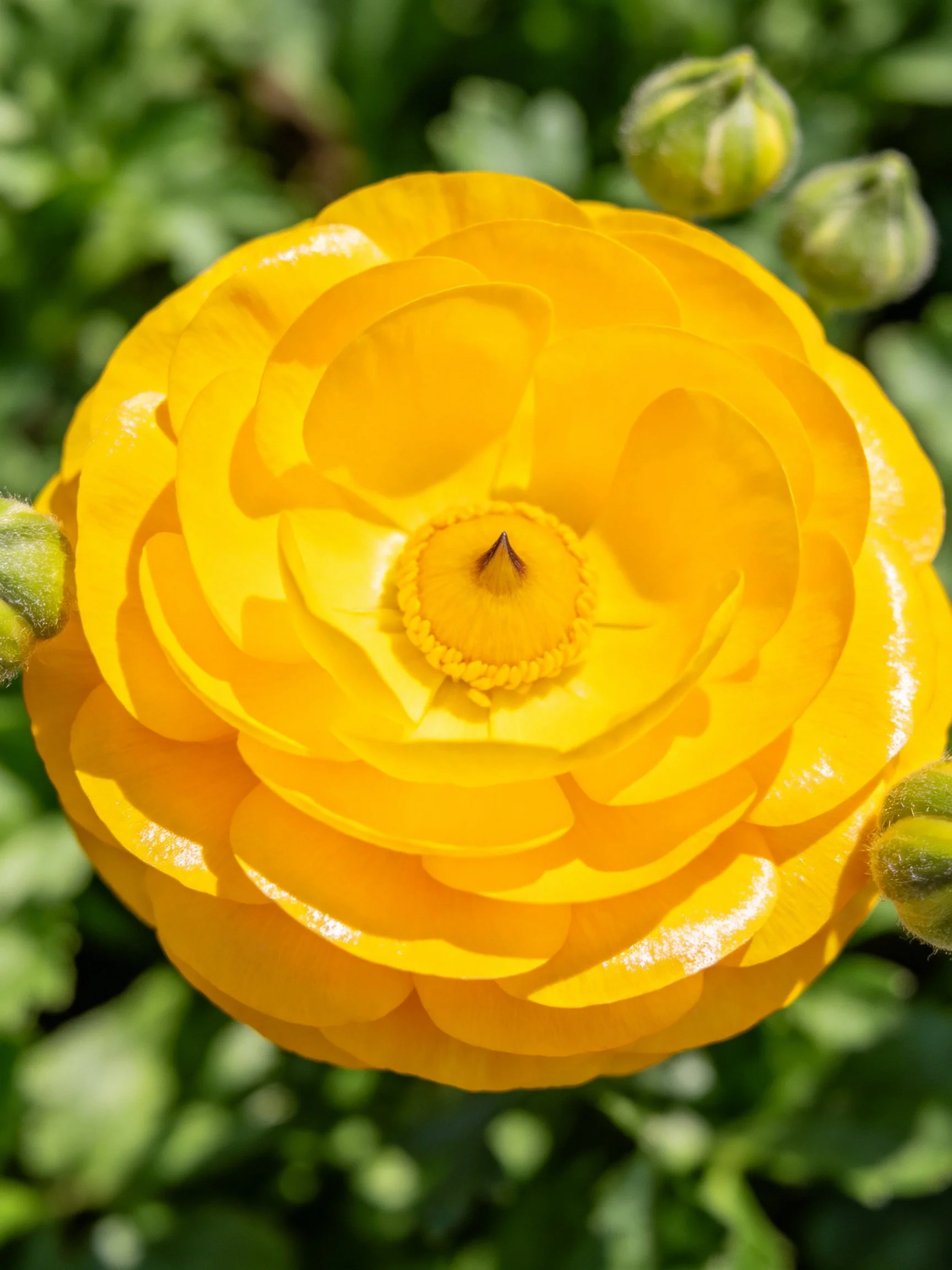 A vibrant yellow flower with layered petals and green buds