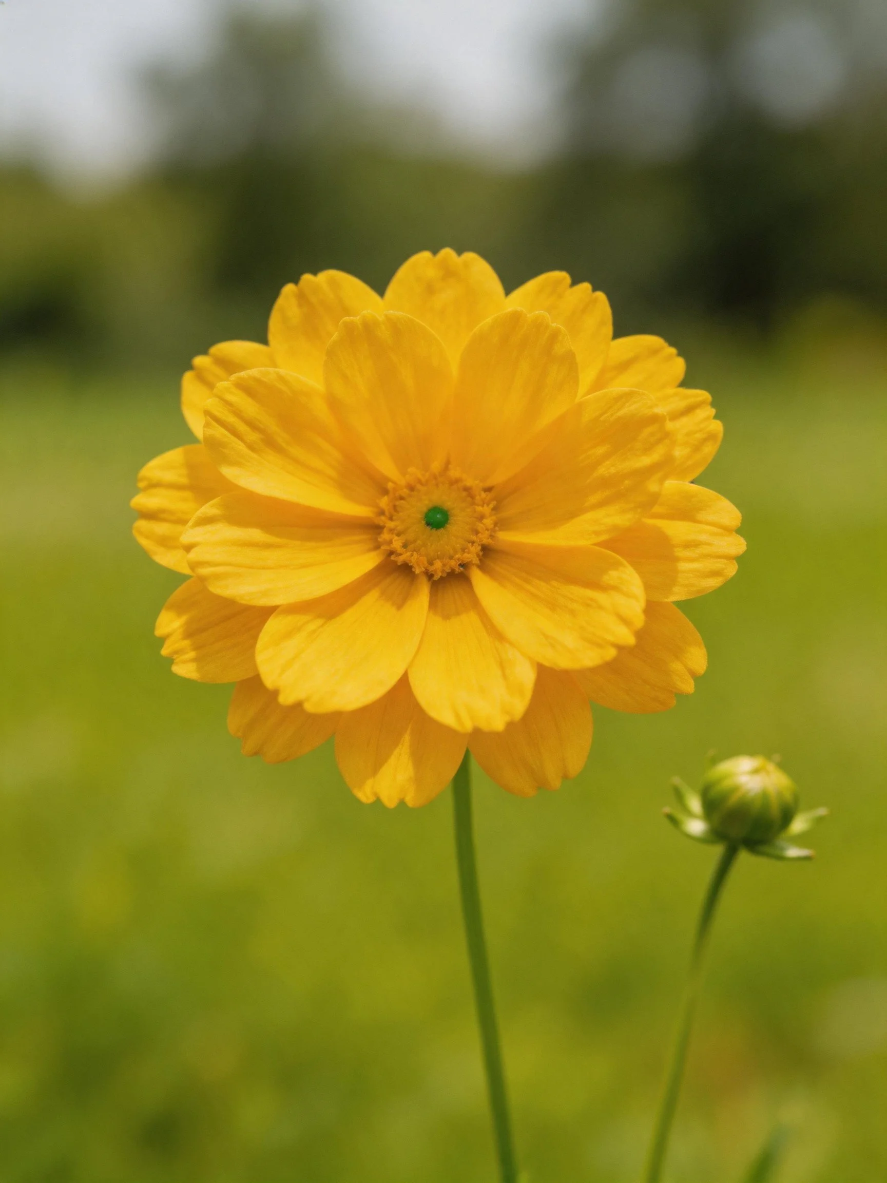 A vibrant yellow flower with layered petals and green center