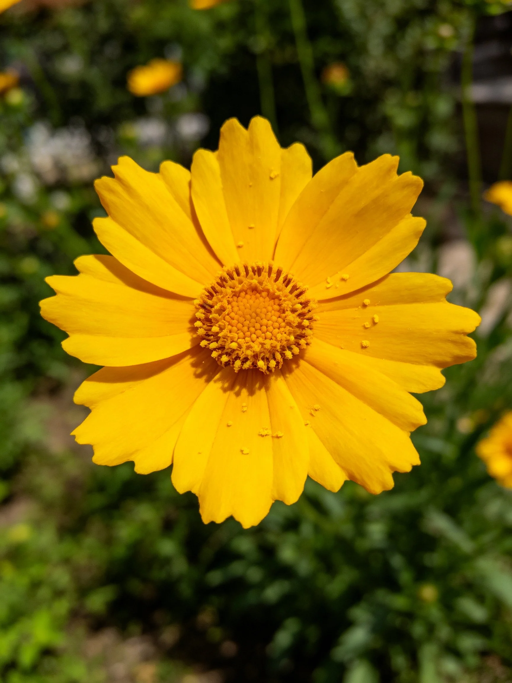 A vibrant yellow flower with layered petals and textured center