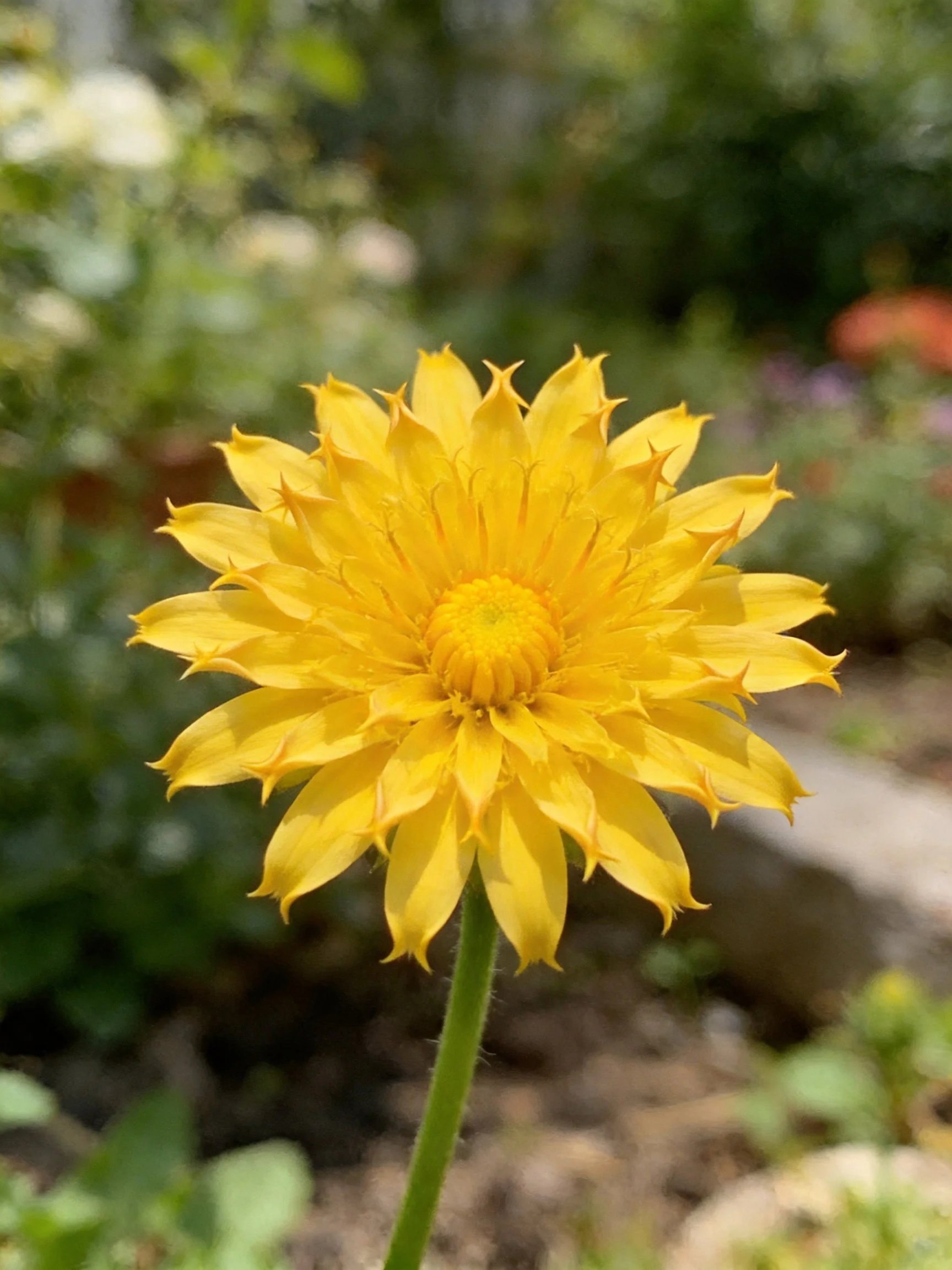 A vibrant yellow flower with layered petals in a garden