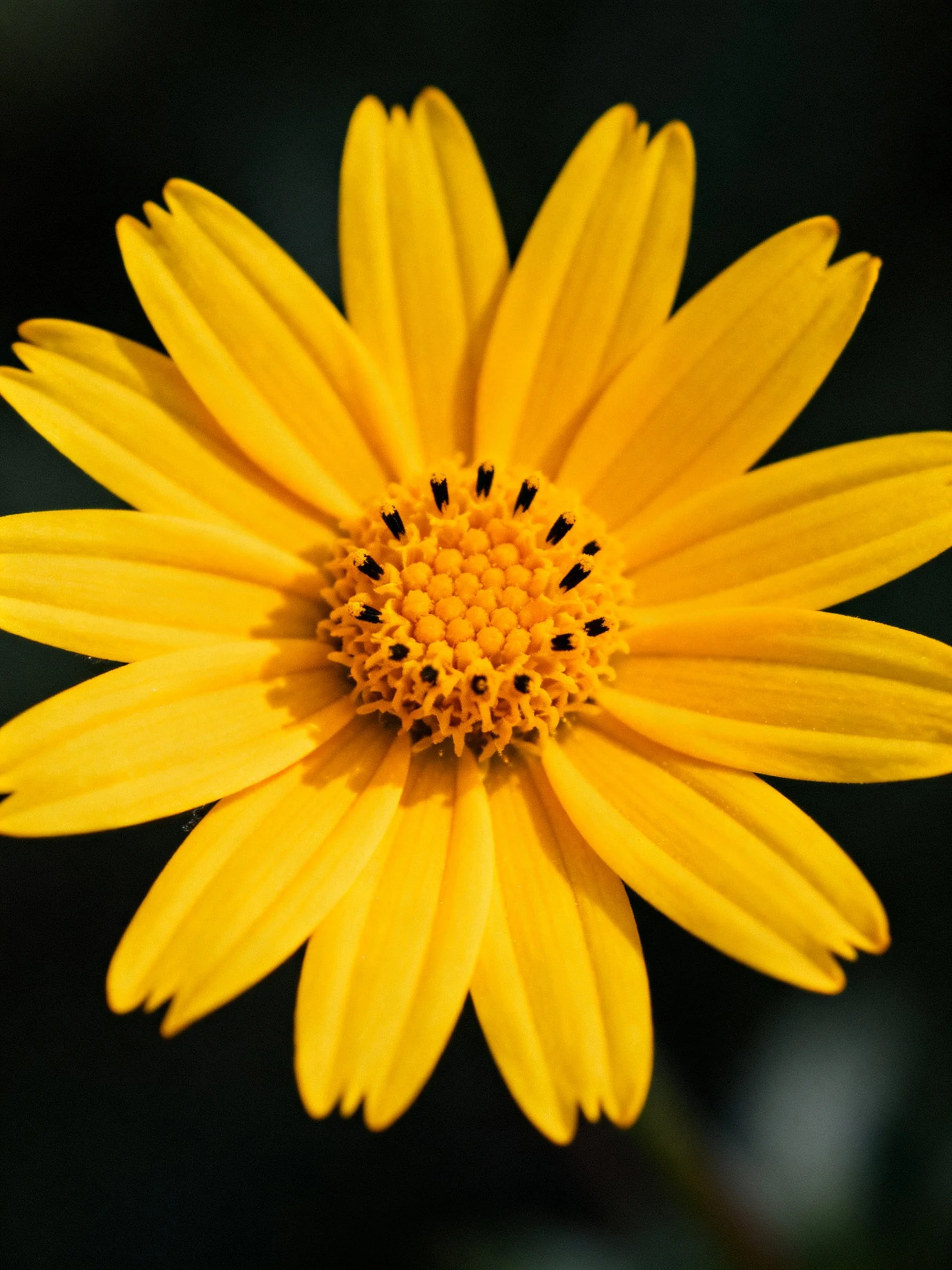 A vibrant yellow flower with long, smooth petals and a detailed center
