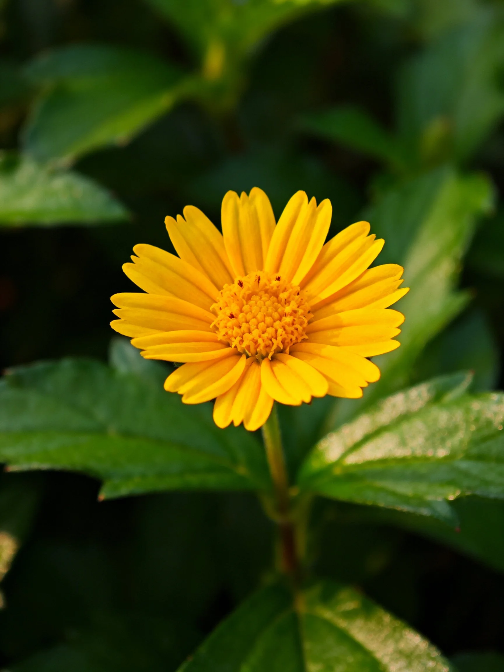 A vibrant yellow flower with numerous petals amid lush green leaves